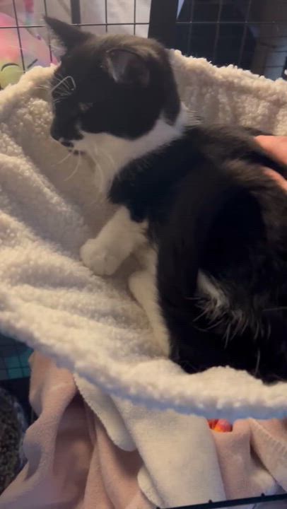 Enlarge Rice-A-Roni, a Adoptable Domestic Short Hair in Royal Oak, MI video 5/6