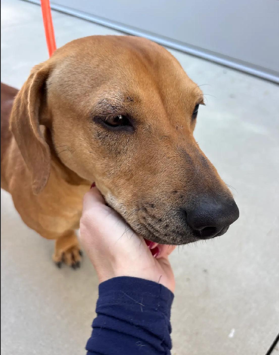 Enlarge Perfect Onyx, a Adoptable mixed breed in West Hartford , CT image 5/6