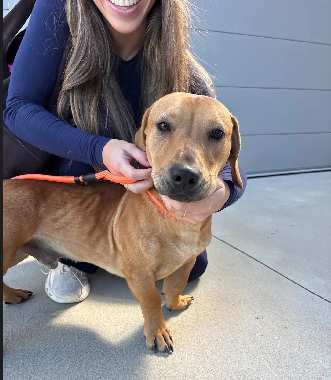Enlarge Perfect Onyx, a Adoptable mixed breed in West Hartford , CT image 4/6