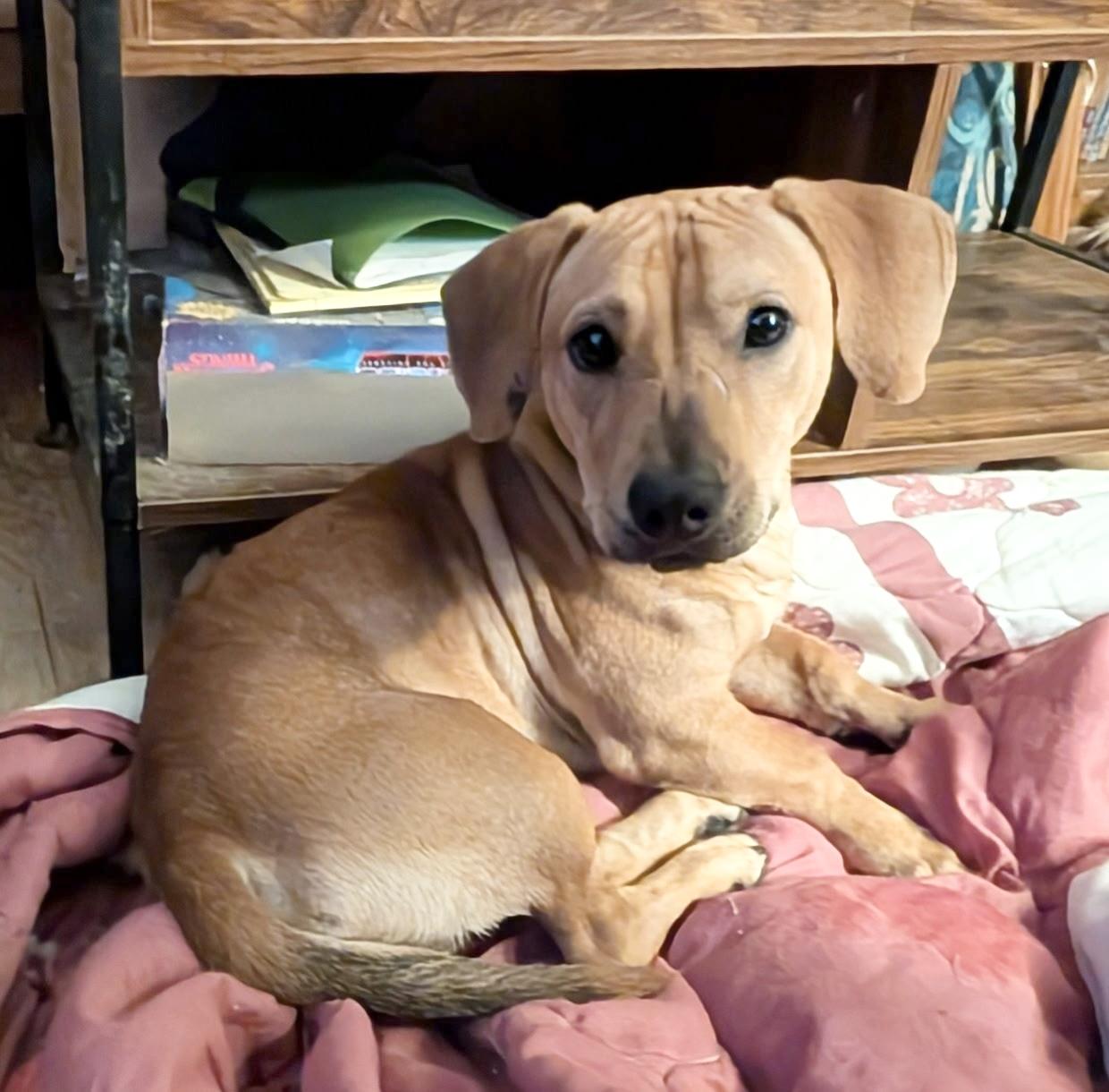 Enlarge Perfect Onyx, a Adoptable mixed breed in West Hartford , CT image 1/6