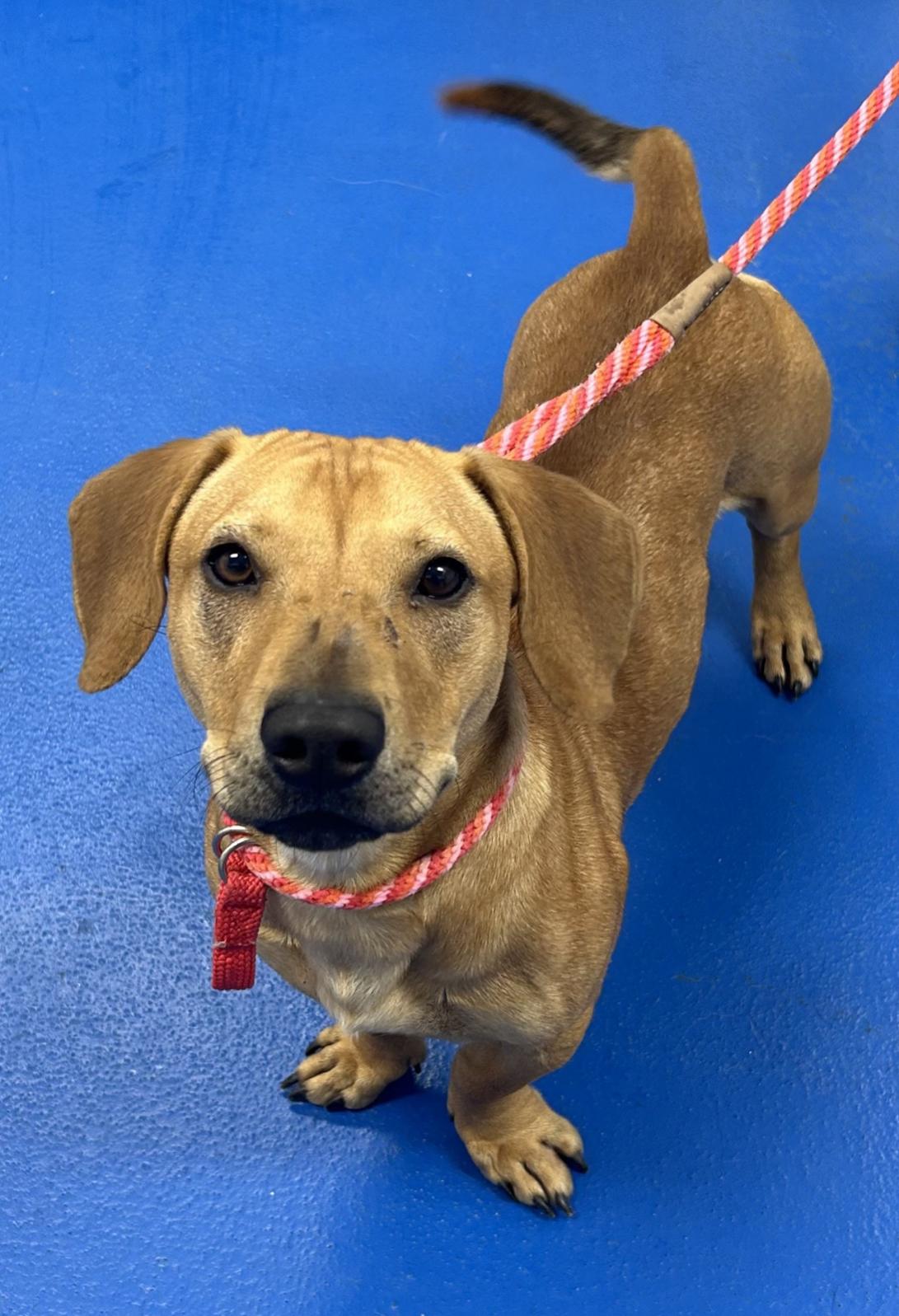 Enlarge Perfect Onyx, a Adoptable mixed breed in West Hartford , CT image 2/6