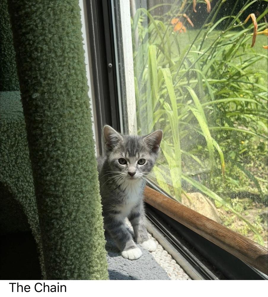 Enlarge Rumours: The Chain, a Adoptable mixed breed in New Milford, CT image 4/6