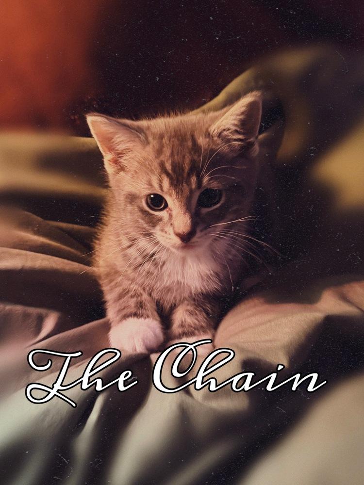 Enlarge Rumours: The Chain, a Adoptable mixed breed in New Milford, CT image 5/6