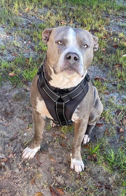 Hughy, Adopted, Adult Male Pit Bull Terrier.
