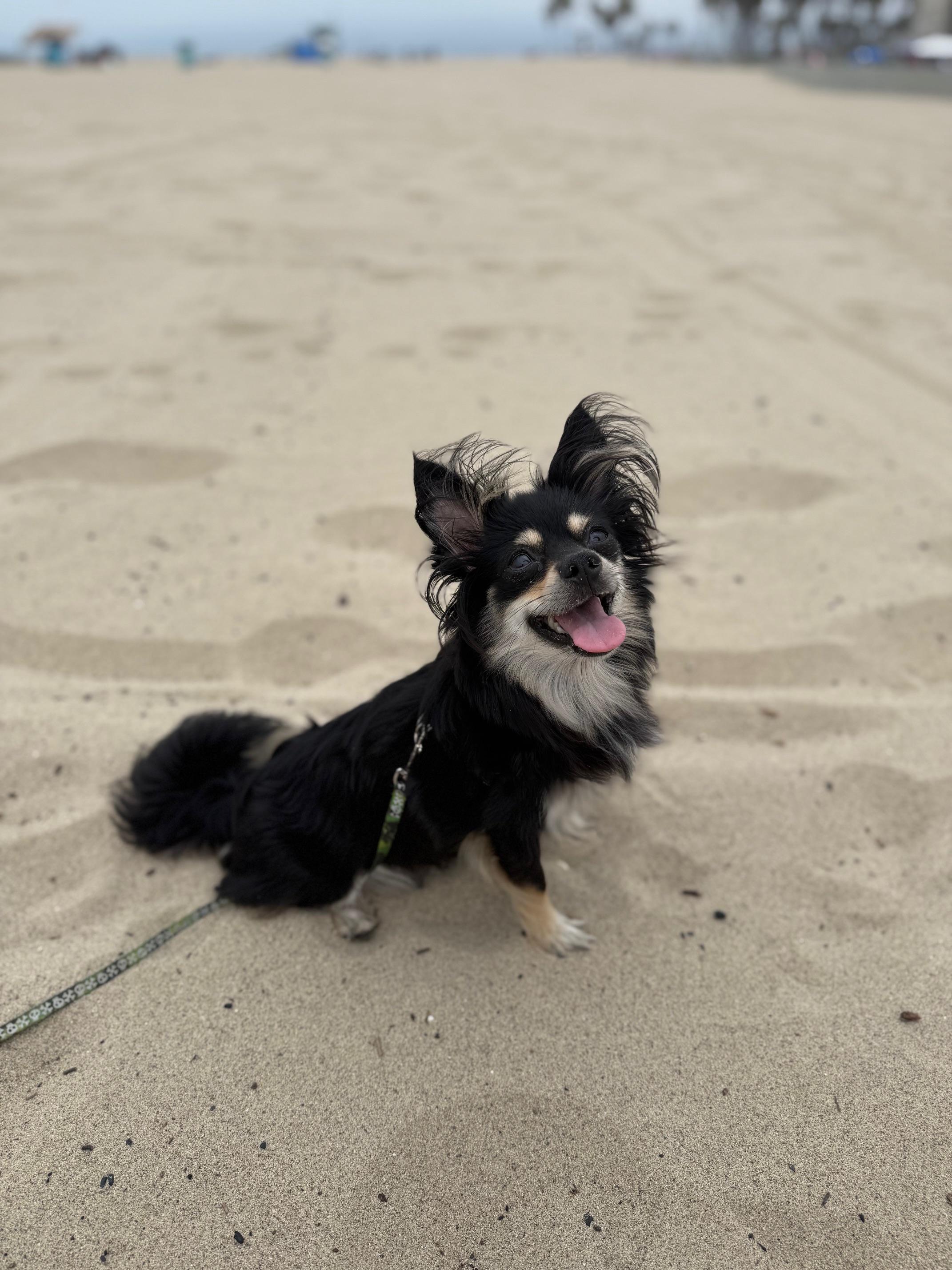 Ripley, an adoptable Chihuahua, Papillon in Marina Del Rey, CA, 90292 | Photo Image 1