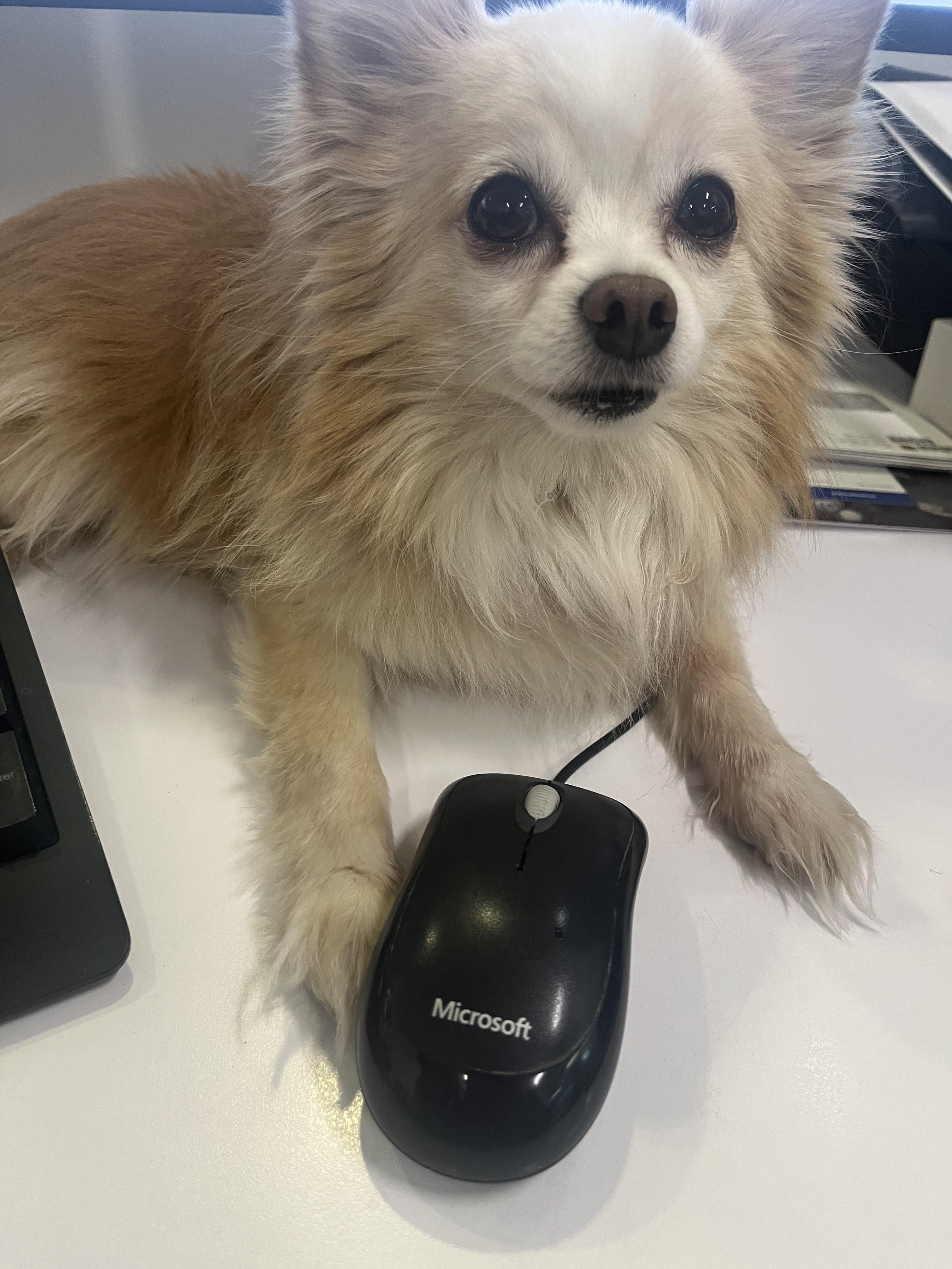 Enlarge King, a ADOPTABLE mixed breed in Owen Sound, ON image 3/5