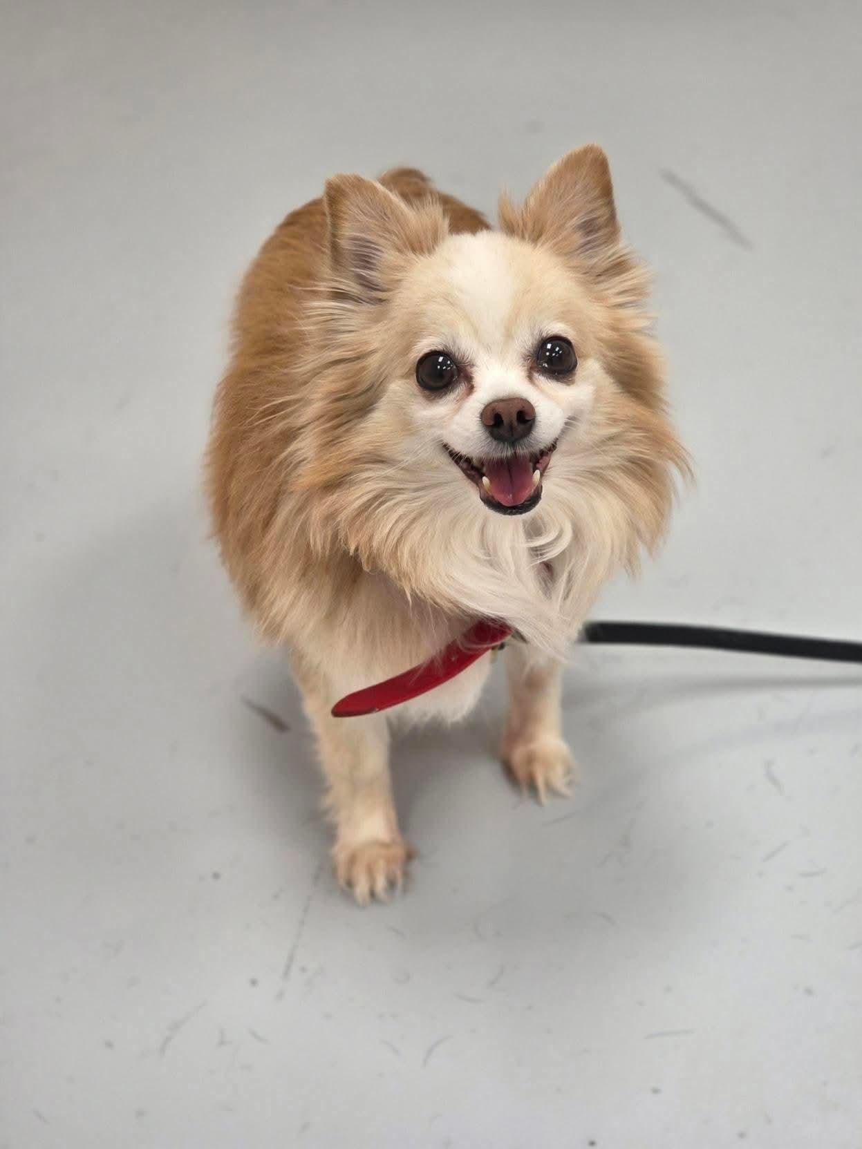 Enlarge King, a ADOPTABLE mixed breed in Owen Sound, ON image 1/5