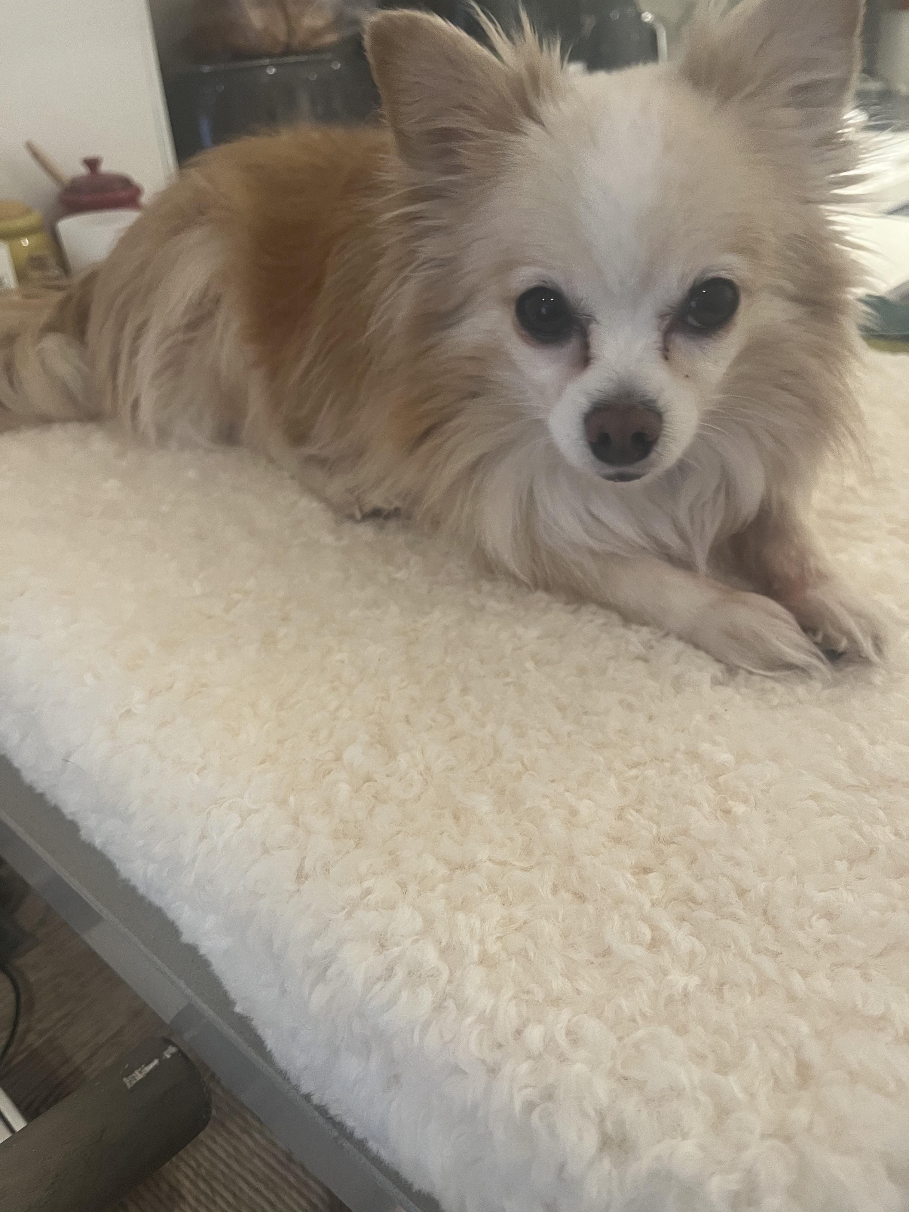 Enlarge King, a ADOPTABLE mixed breed in Owen Sound, ON image 4/5