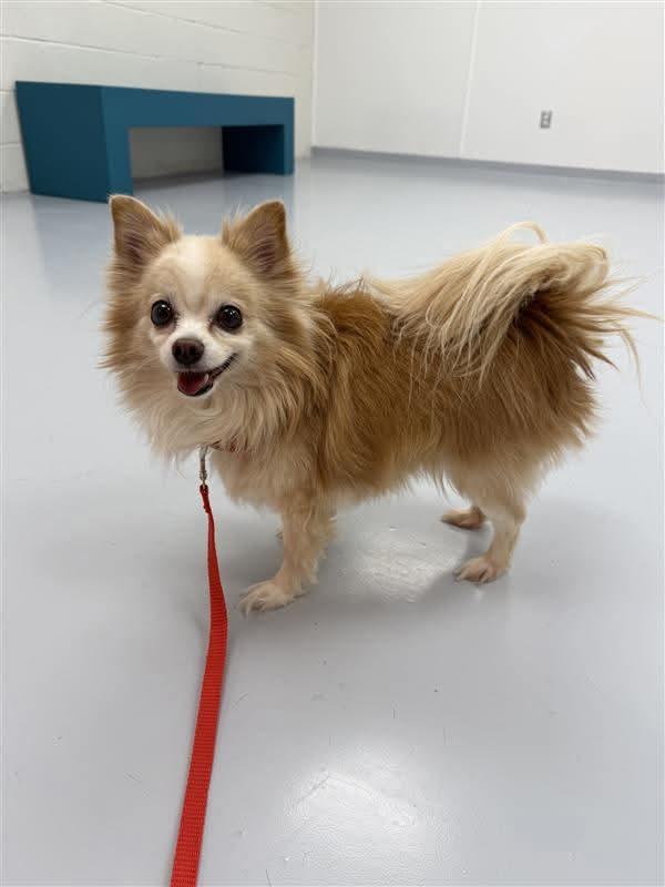 Enlarge King, a ADOPTABLE mixed breed in Owen Sound, ON image 5/5