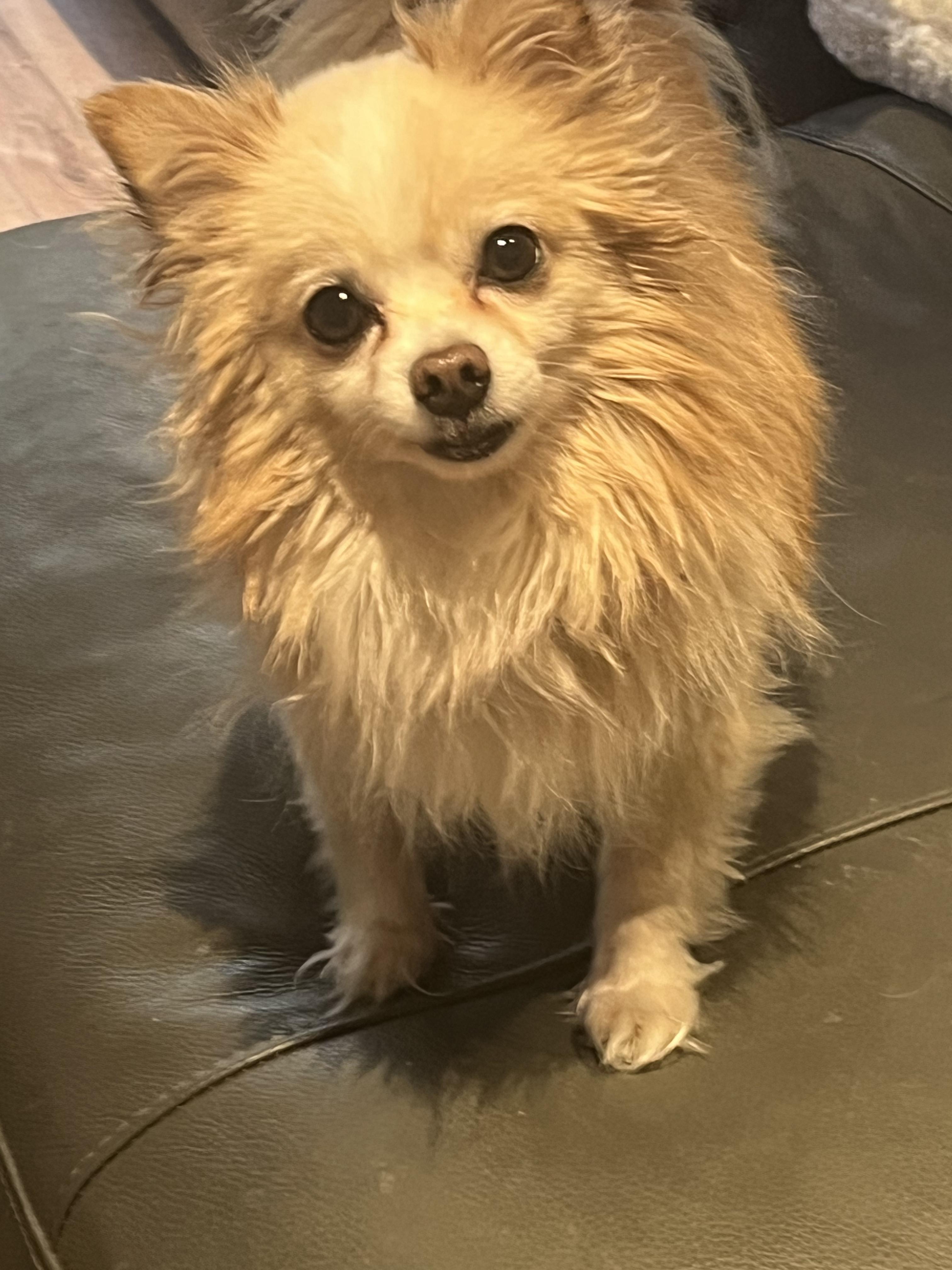 Enlarge King, a ADOPTABLE mixed breed in Owen Sound, ON image 2/5