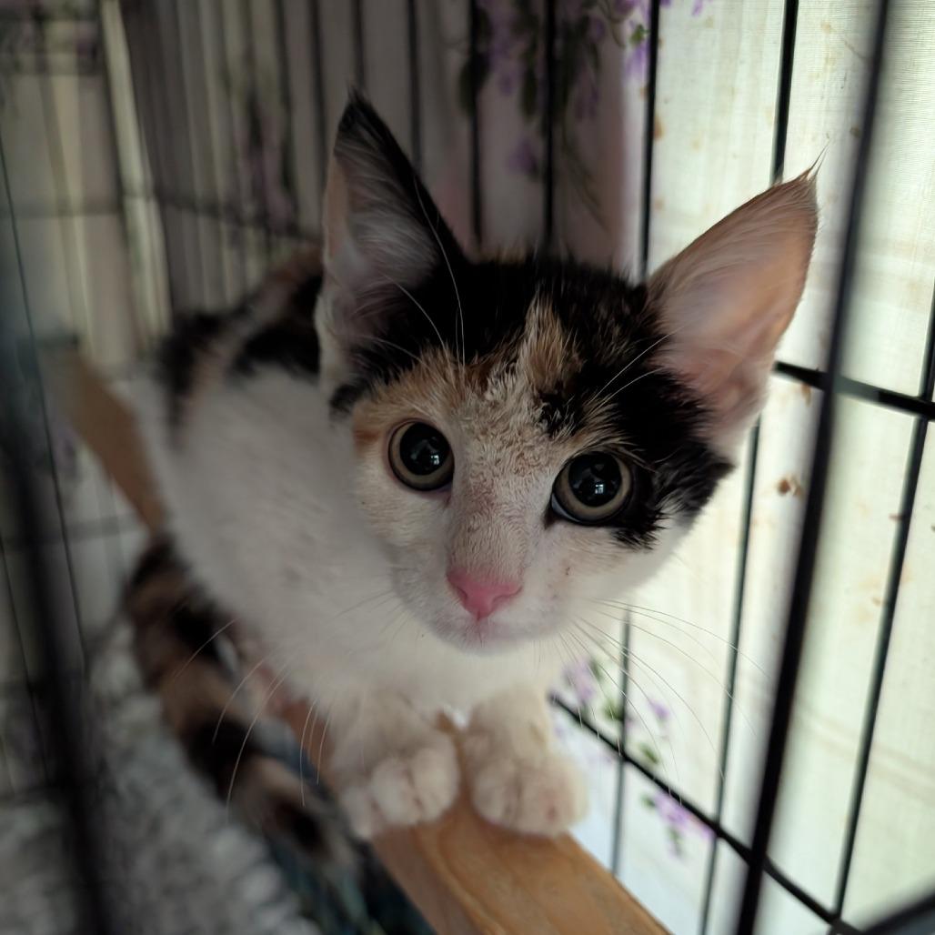 Enlarge Angel, a Adoptable Domestic Short Hair in Evensville, TN image 2/2