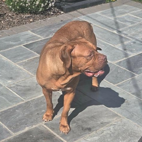Enlarge Jasmine, a Adoptable Dogue de Bordeaux in Howell, MI image 3/4
