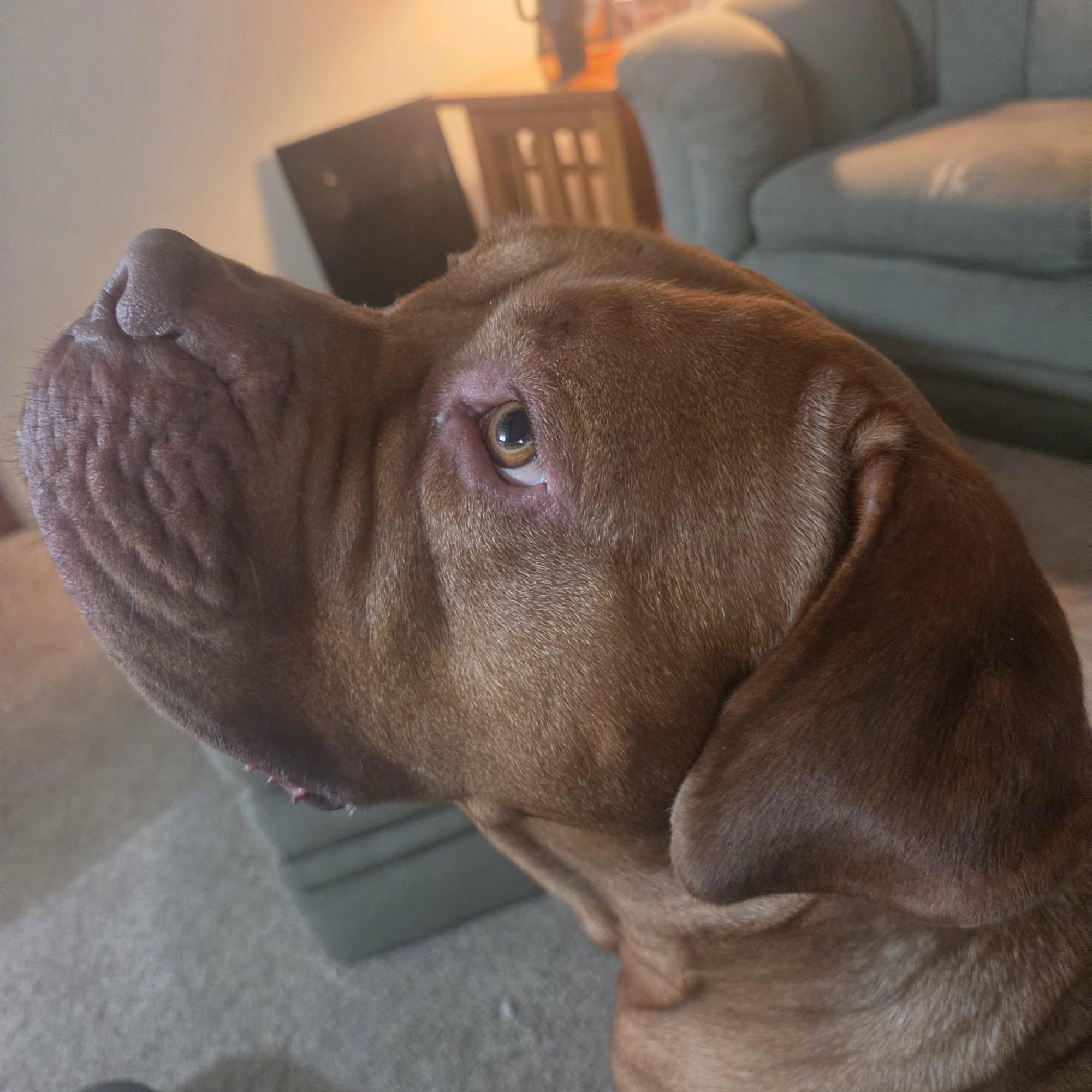 Enlarge Jasmine, a Adoptable Dogue de Bordeaux in Howell, MI image 2/4