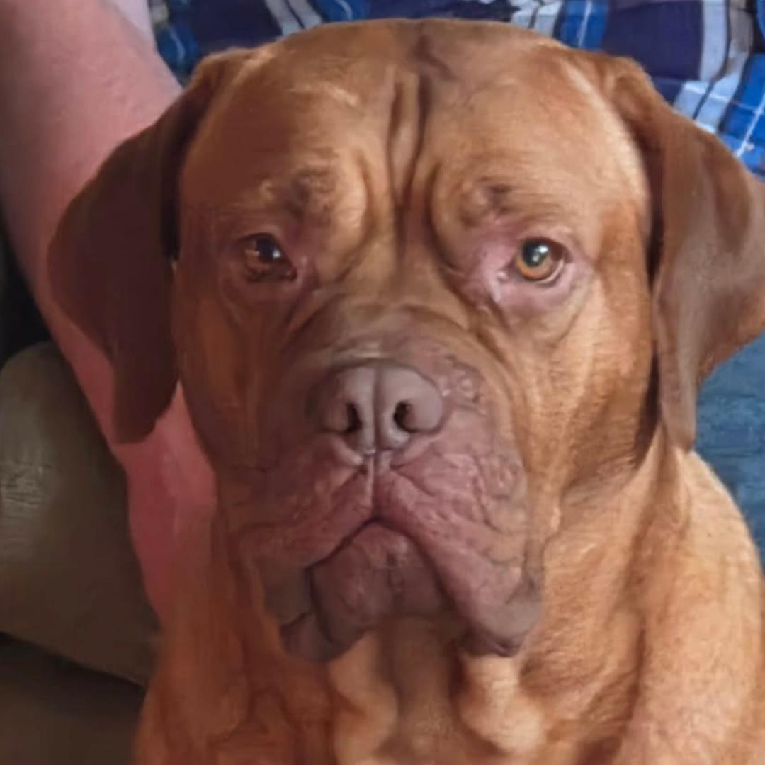 Jasmine, Adoptable, Adult Female Dogue de Bordeaux.
