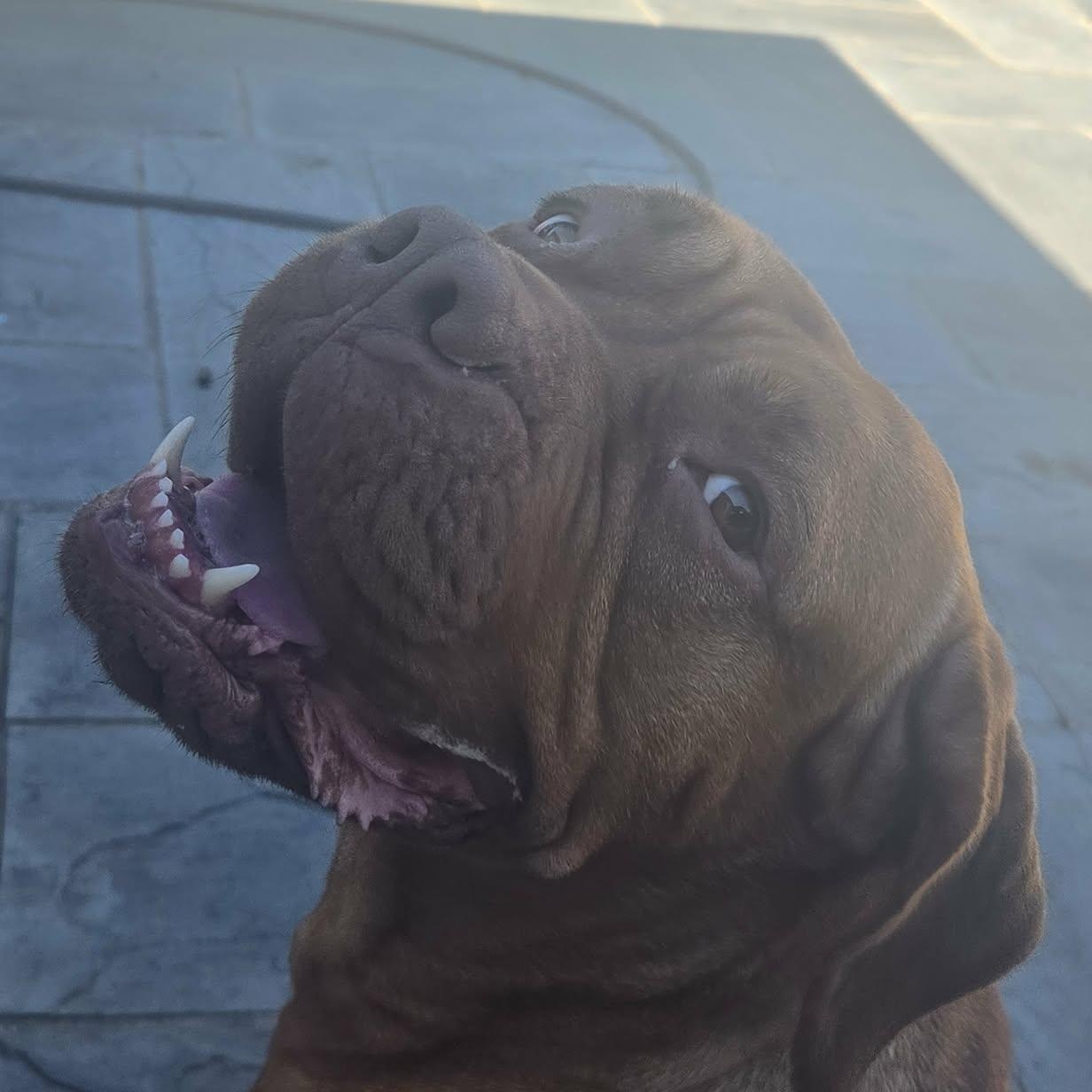 Enlarge Jasmine, a Adoptable Dogue de Bordeaux in Howell, MI image 4/4