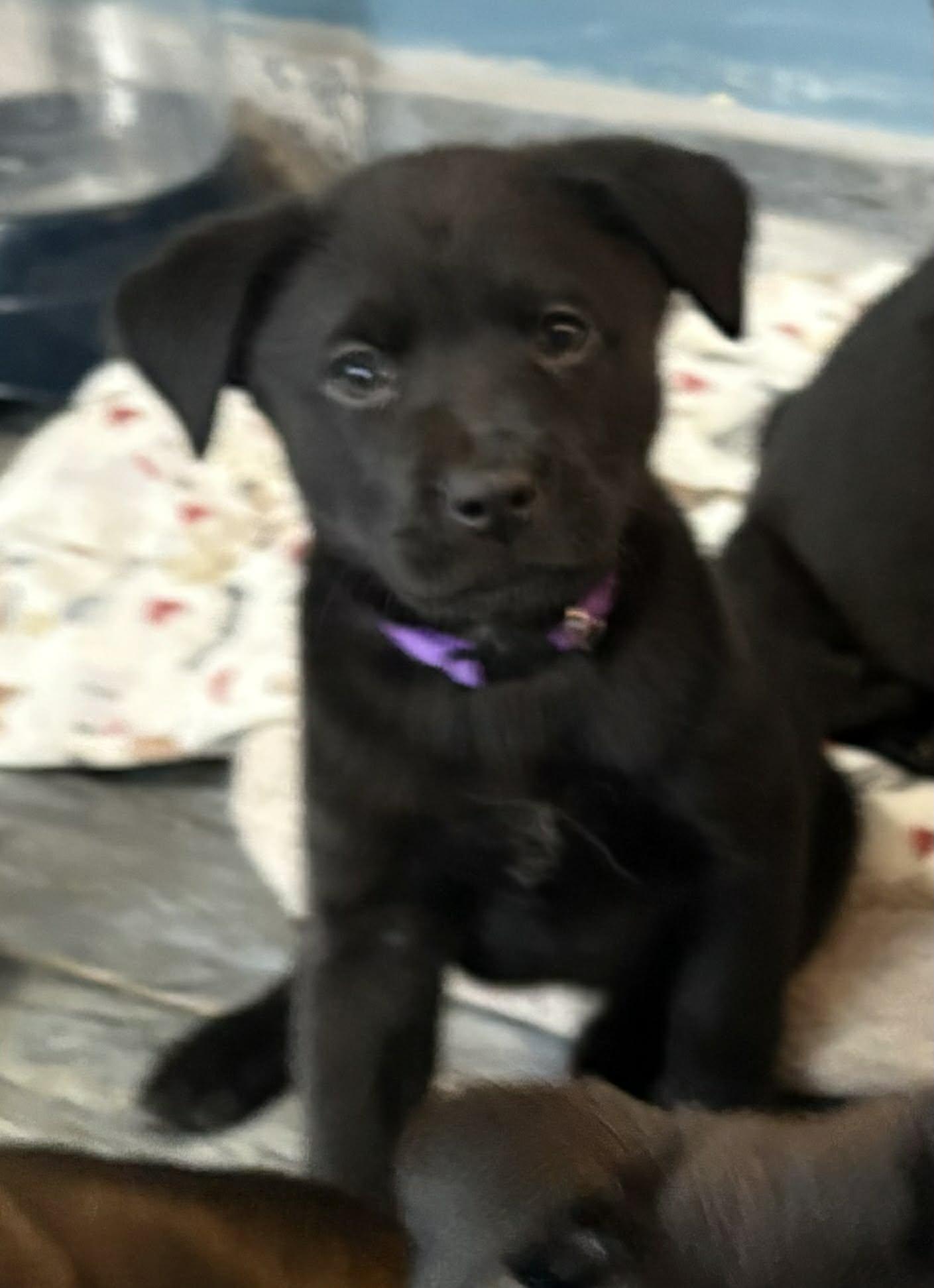 Enlarge Lovebug, a Adoptable mixed breed in Berlin, NJ image 1/1