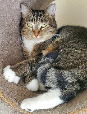 Buffy, Adopted, Adult Female Domestic Short Hair.