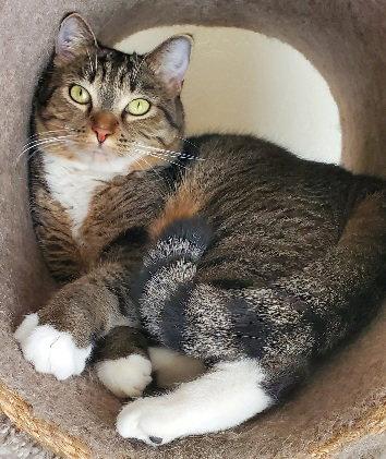Enlarge Buffy, a Adopted Domestic Short Hair in Glendale, AZ image 2/2