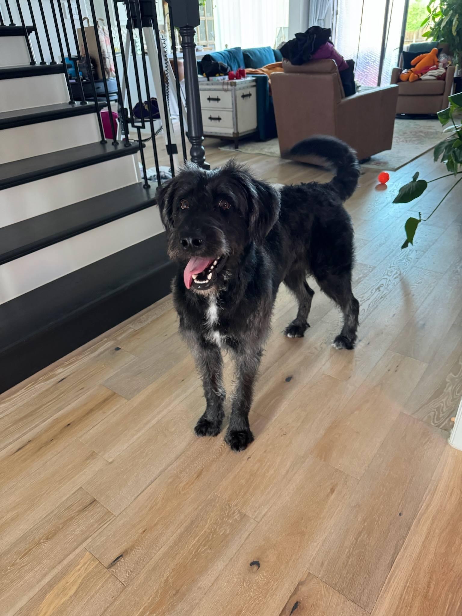 Bishop, a Adoptable Labradoodle in Colleyville, TX image 6/6