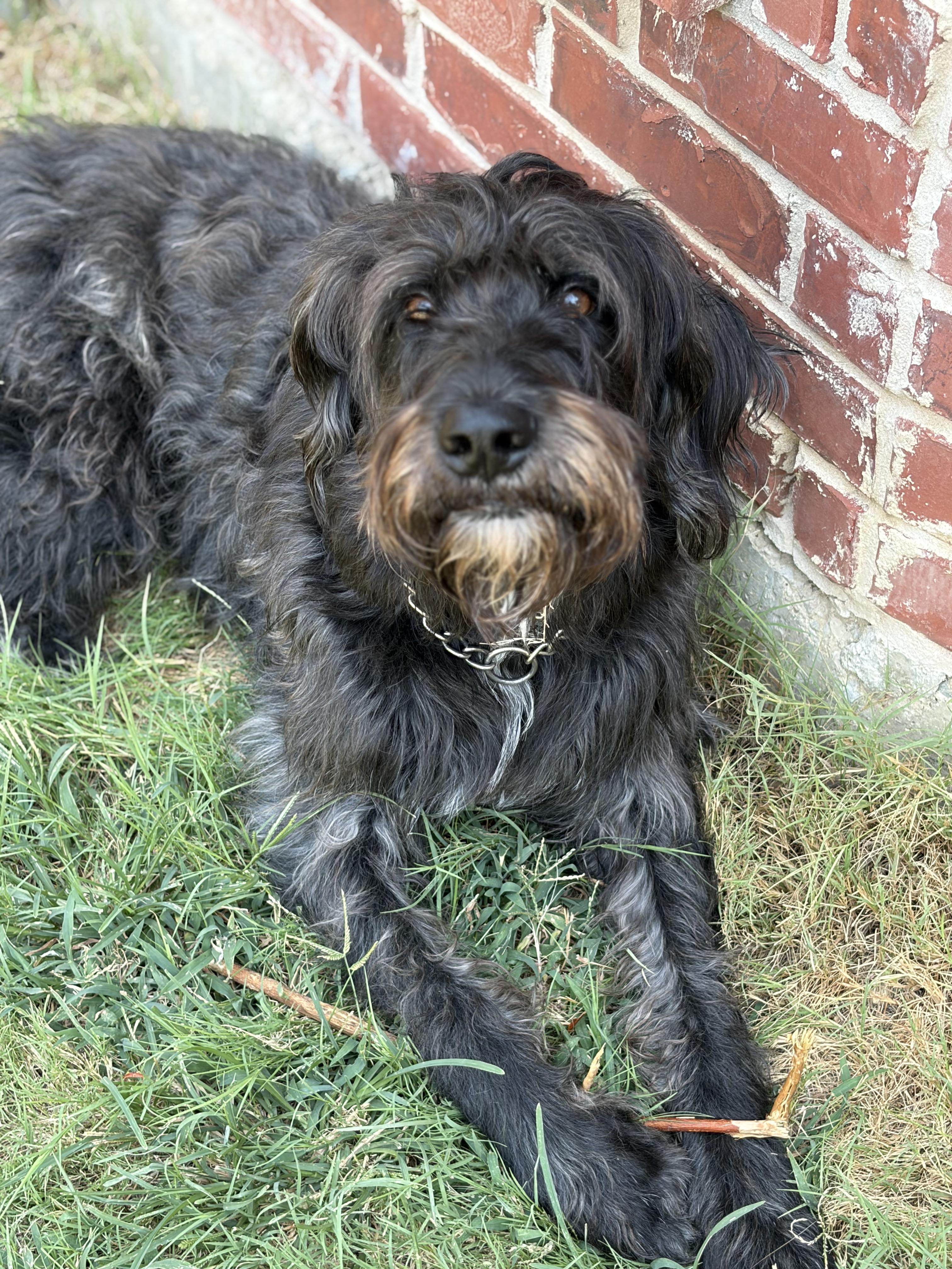 Bishop, a Adoptable Labradoodle in Colleyville, TX image 4/6