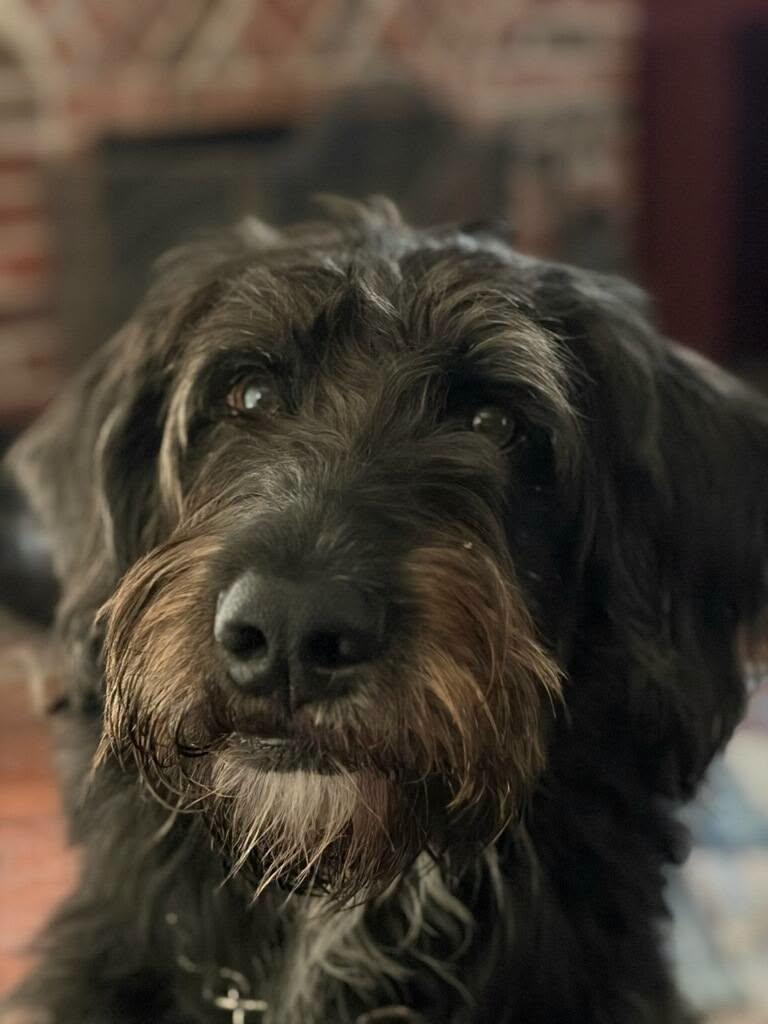 Bishop, a Adoptable Labradoodle in Colleyville, TX image 1/6