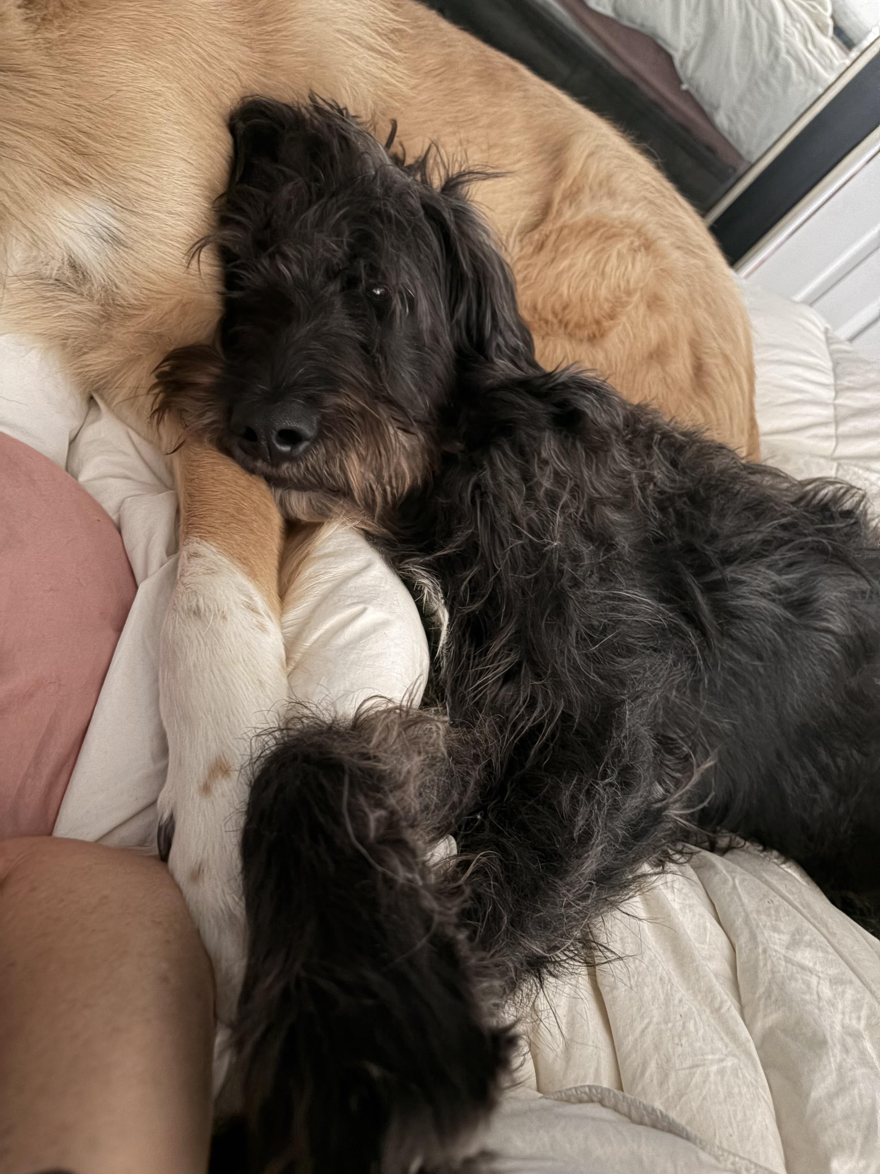 Bishop, a Adoptable Labradoodle in Colleyville, TX image 5/6