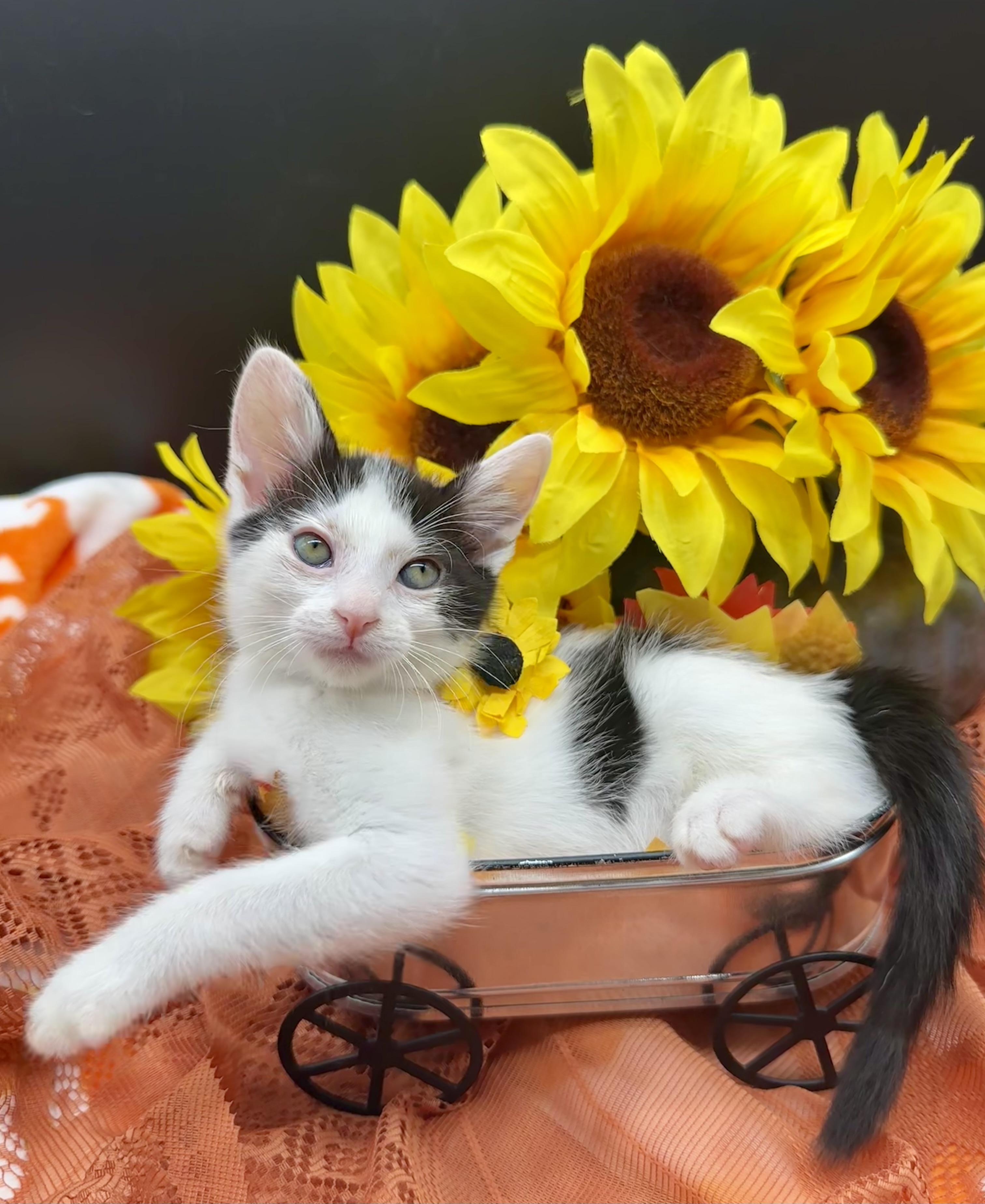Enlarge Gina, a Adoptable Domestic Medium Hair in HUNTINGTON BEACH, CA image 2/5