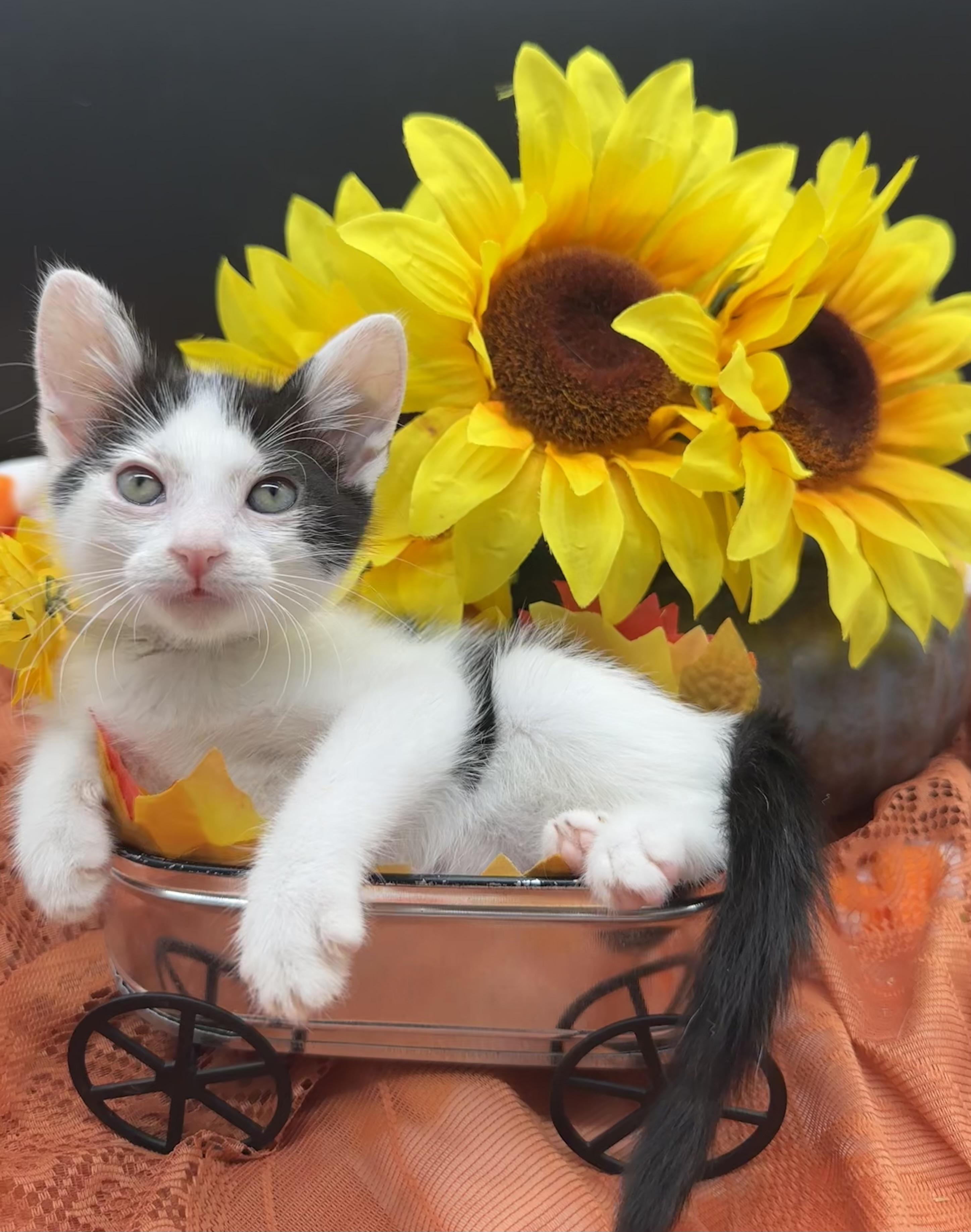 Enlarge Gina, a Adoptable Domestic Medium Hair in HUNTINGTON BEACH, CA image 1/5