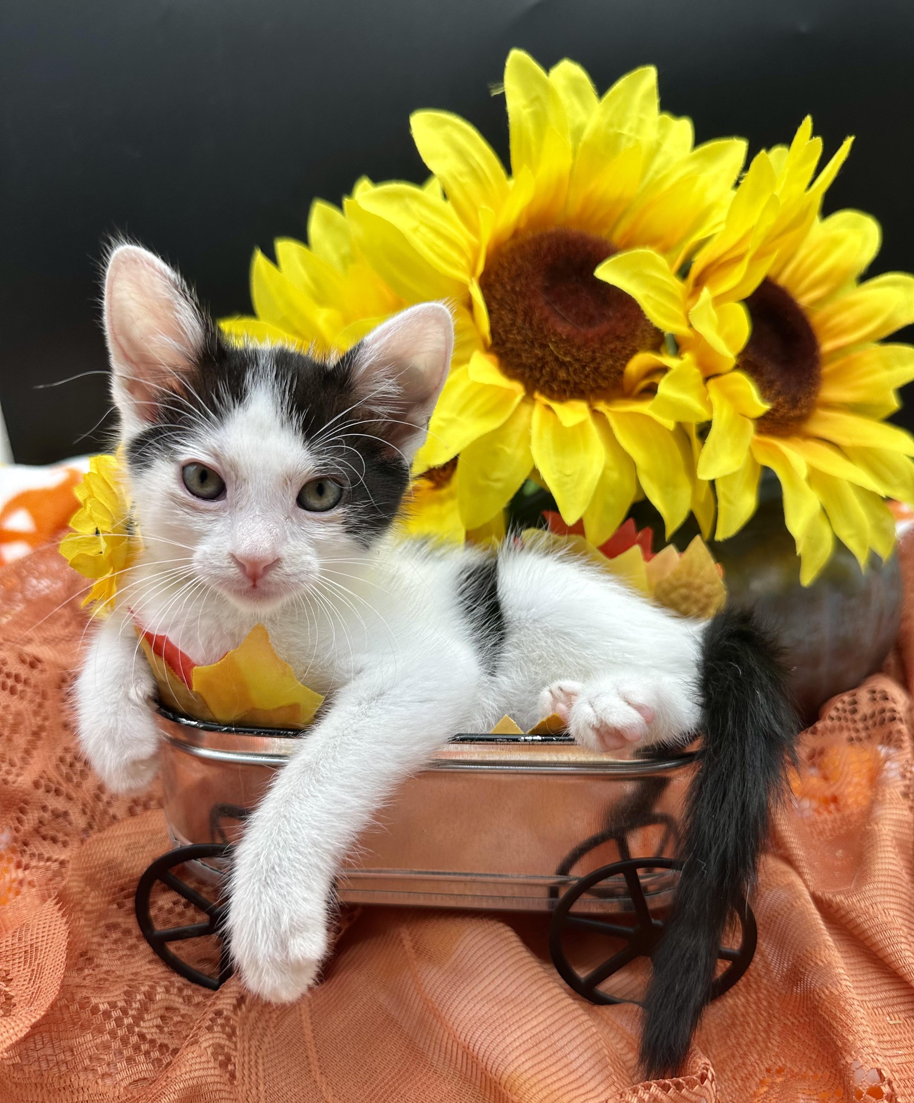 Enlarge Gina, a Adoptable Domestic Medium Hair in HUNTINGTON BEACH, CA image 3/5