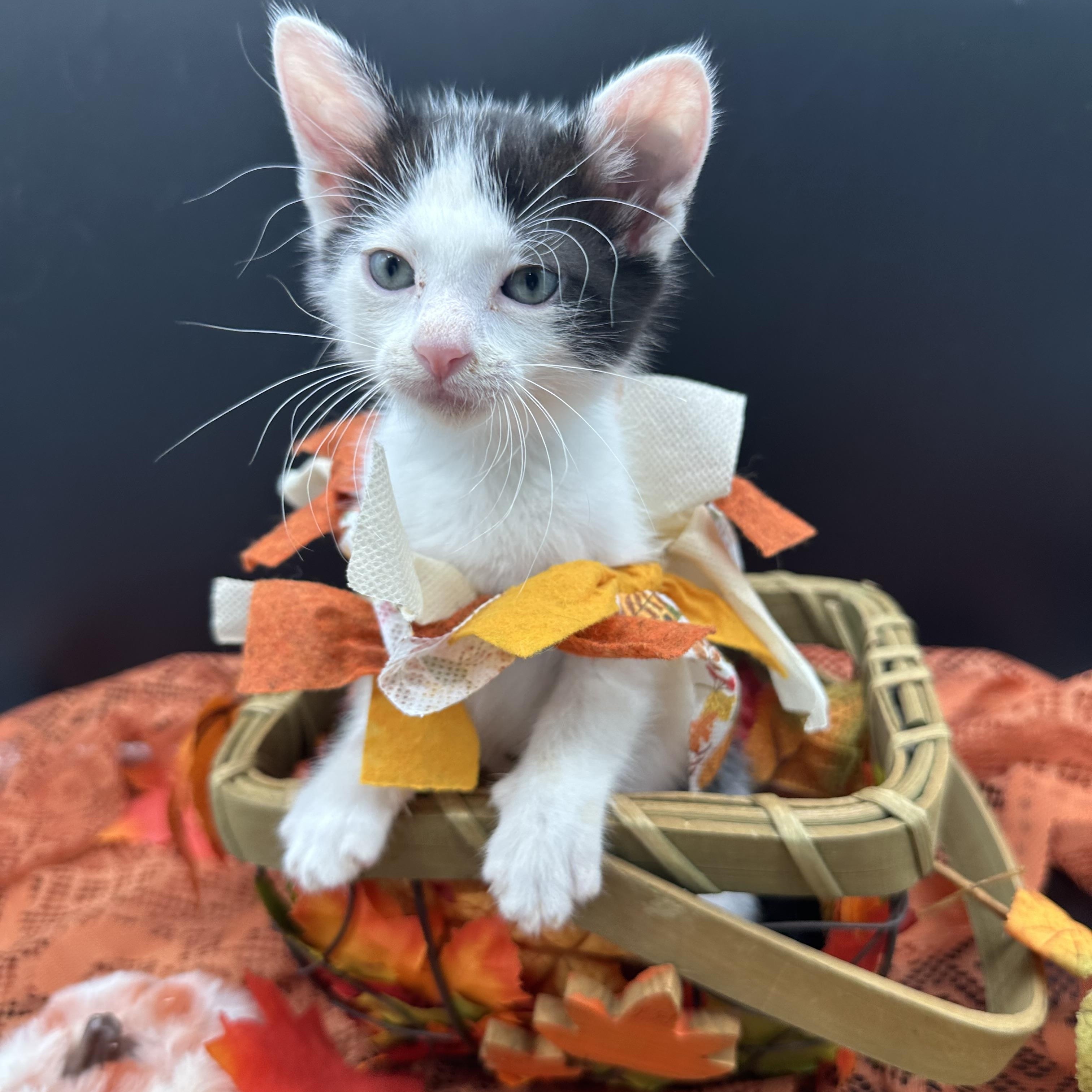 Enlarge Gina, a Adoptable Domestic Medium Hair in HUNTINGTON BEACH, CA image 5/5