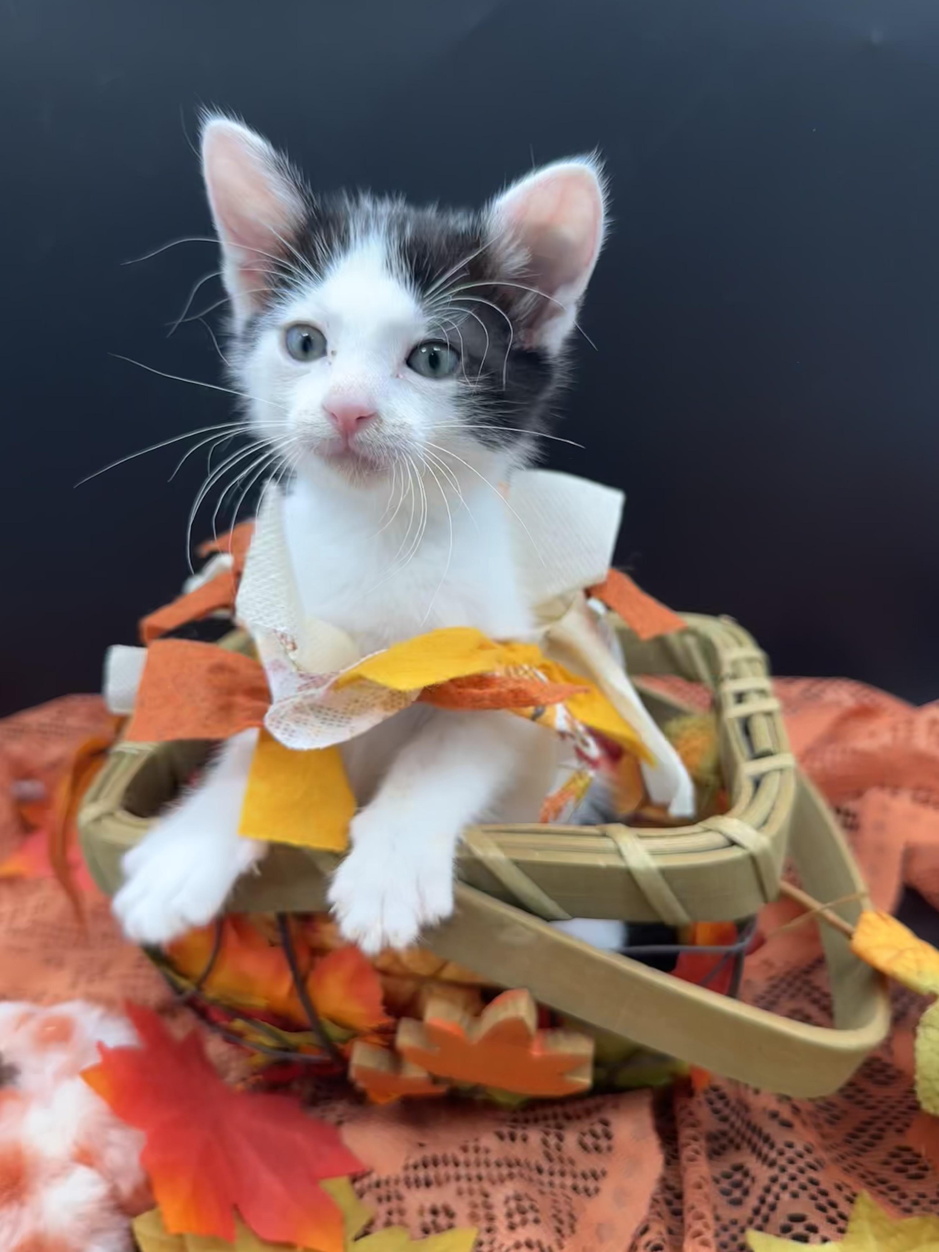 Enlarge Gina, a Adoptable Domestic Medium Hair in HUNTINGTON BEACH, CA image 4/5