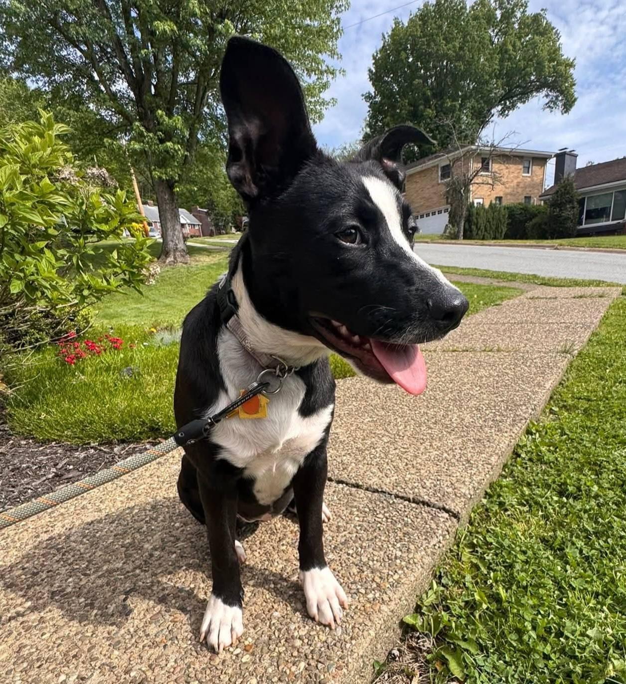 Enlarge Justice, a ADOPTABLE mixed breed in St. Clairsville, OH image 1/6