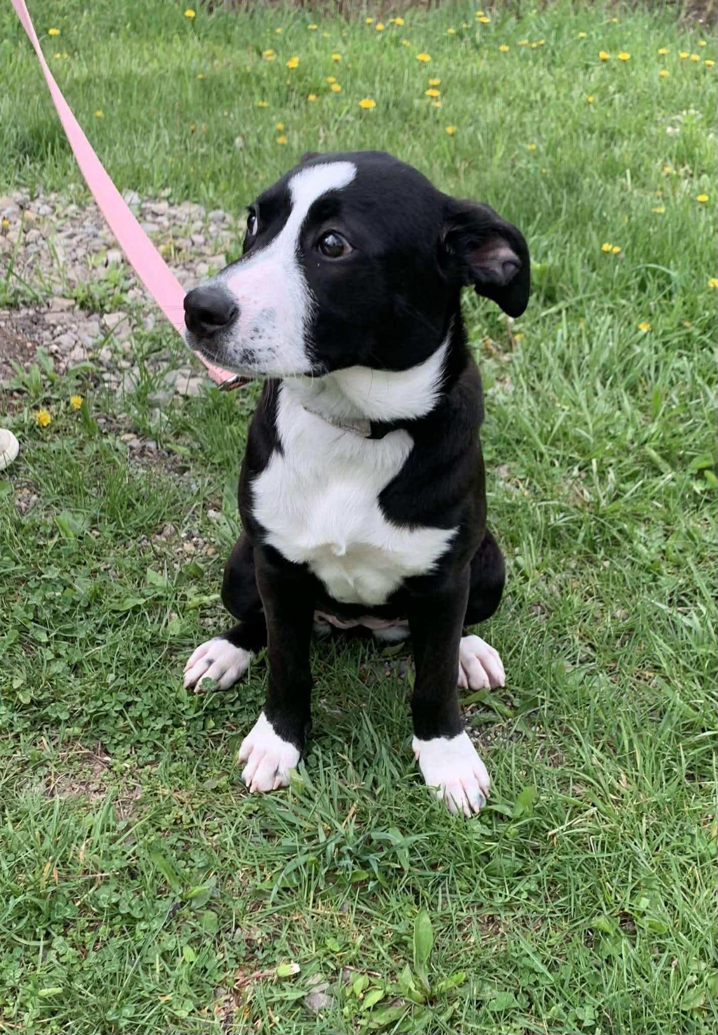Enlarge Justice, a ADOPTABLE mixed breed in St. Clairsville, OH image 2/6