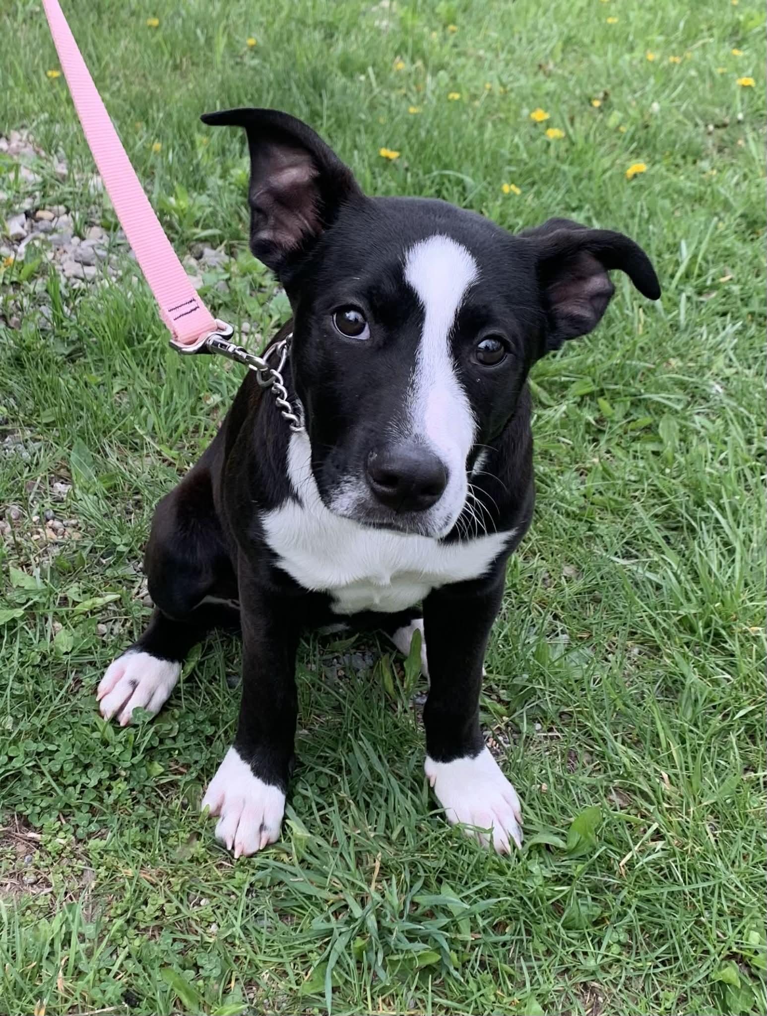 Enlarge Justice, a ADOPTABLE mixed breed in St. Clairsville, OH image 4/6