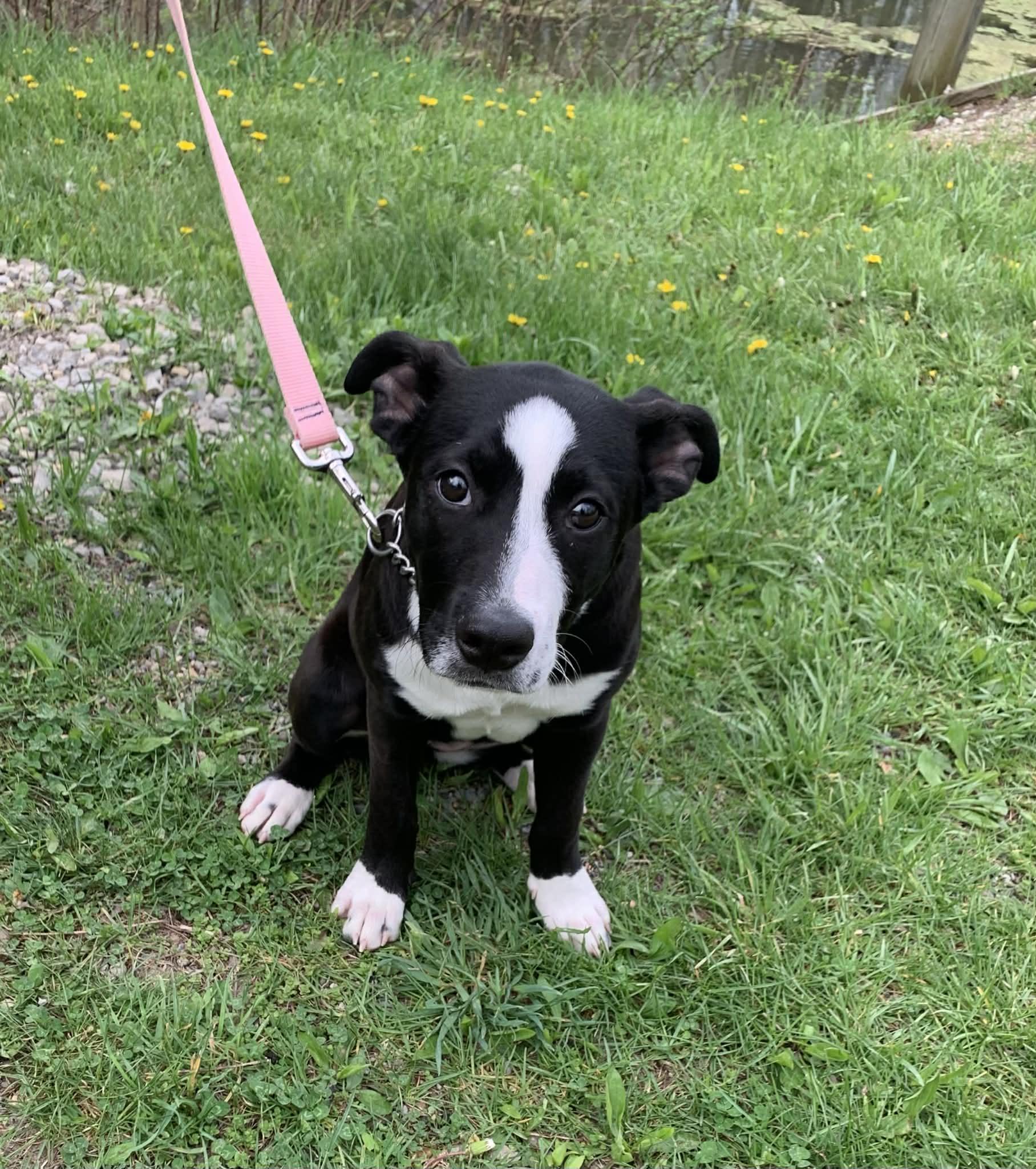 Enlarge Justice, a ADOPTABLE mixed breed in St. Clairsville, OH image 3/6