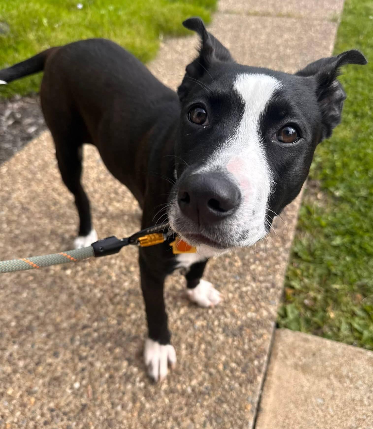 Enlarge Justice, a ADOPTABLE mixed breed in St. Clairsville, OH image 6/6