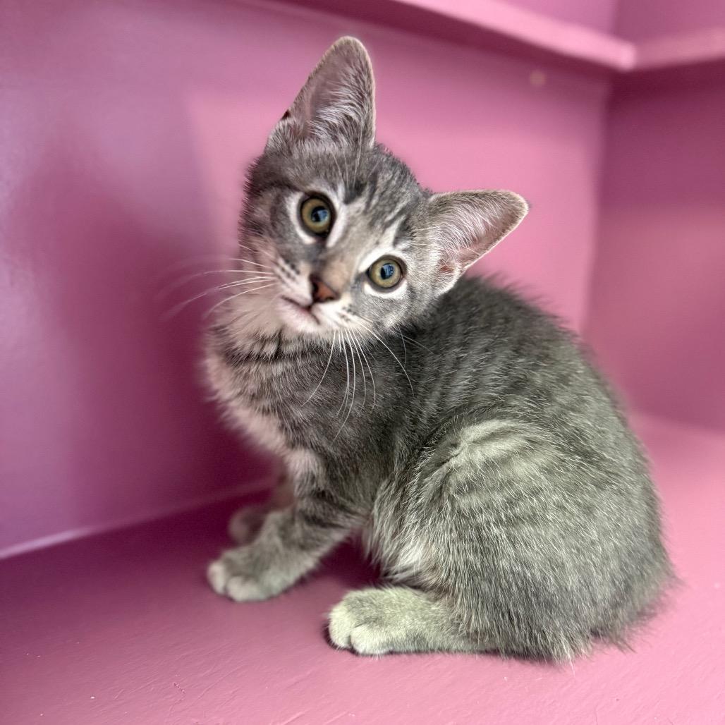Andes, ADOPTABLE, Kitten Male Domestic Short Hair.