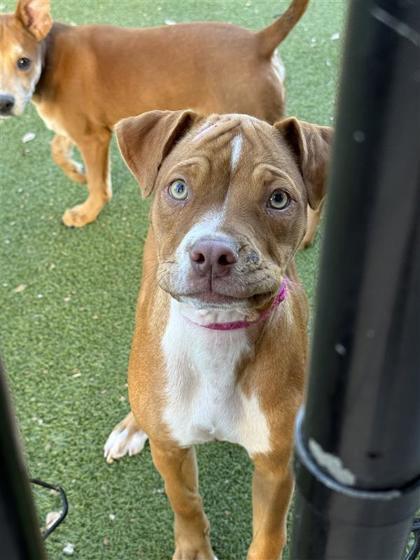 Indigo Rayne, a Adoptable mixed breed in Hutchinson, KS image 1/2