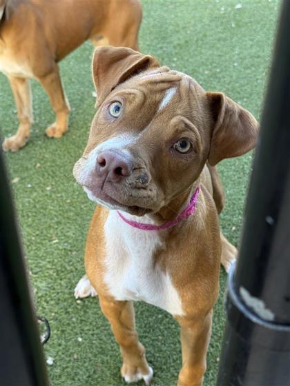 Indigo Rayne, a Adoptable mixed breed in Hutchinson, KS image 2/2