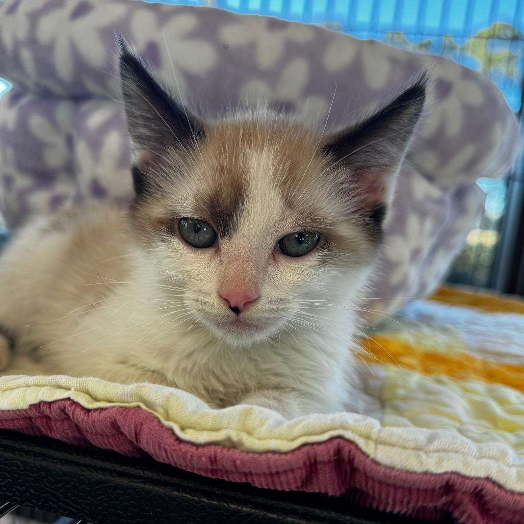 Enlarge Toast, a Adoptable Domestic Short Hair in Chesapeake, VA image 1/1