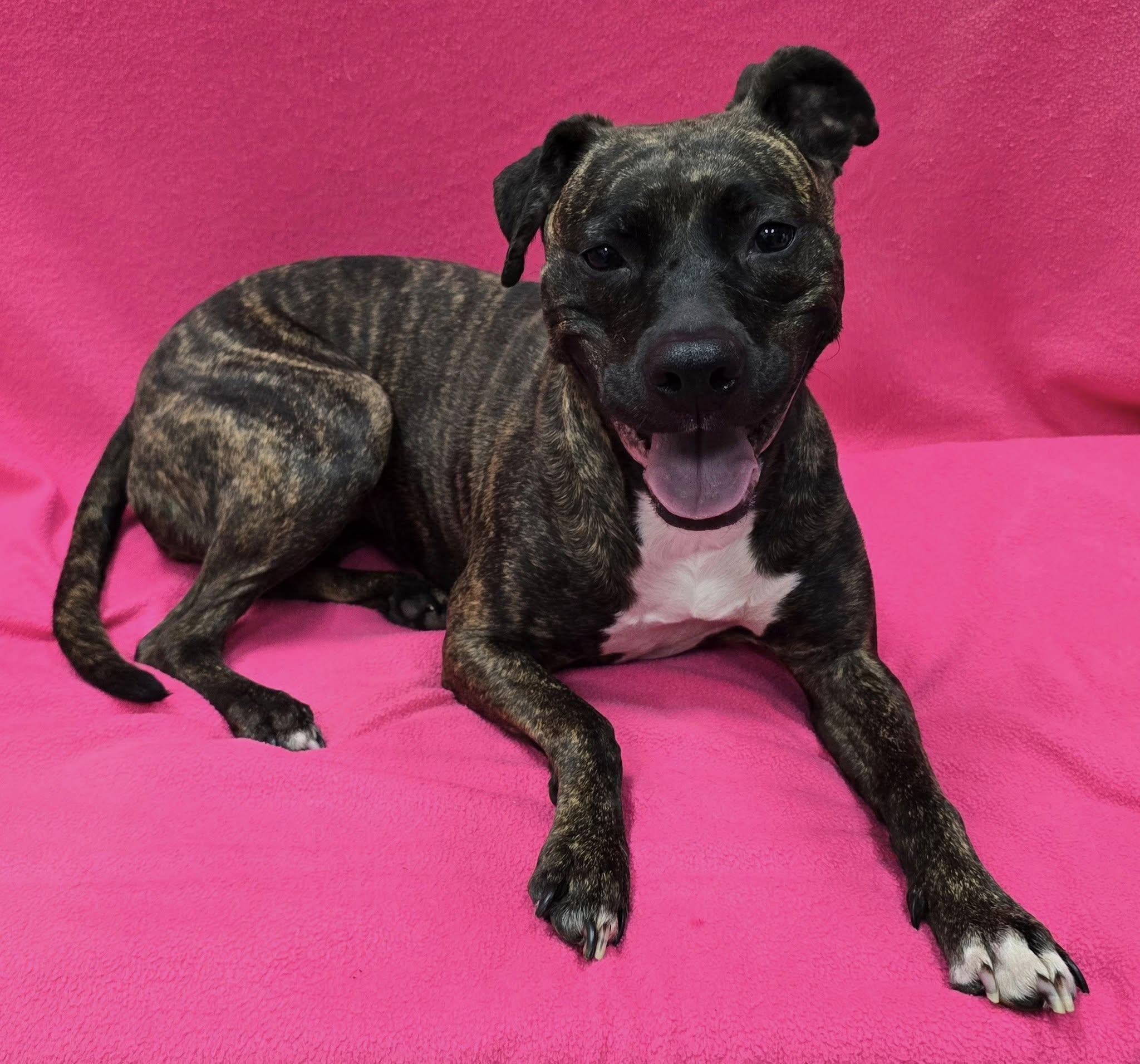 Baby, a Adoptable Mixed Breed in Frankfort, IN image 2/4