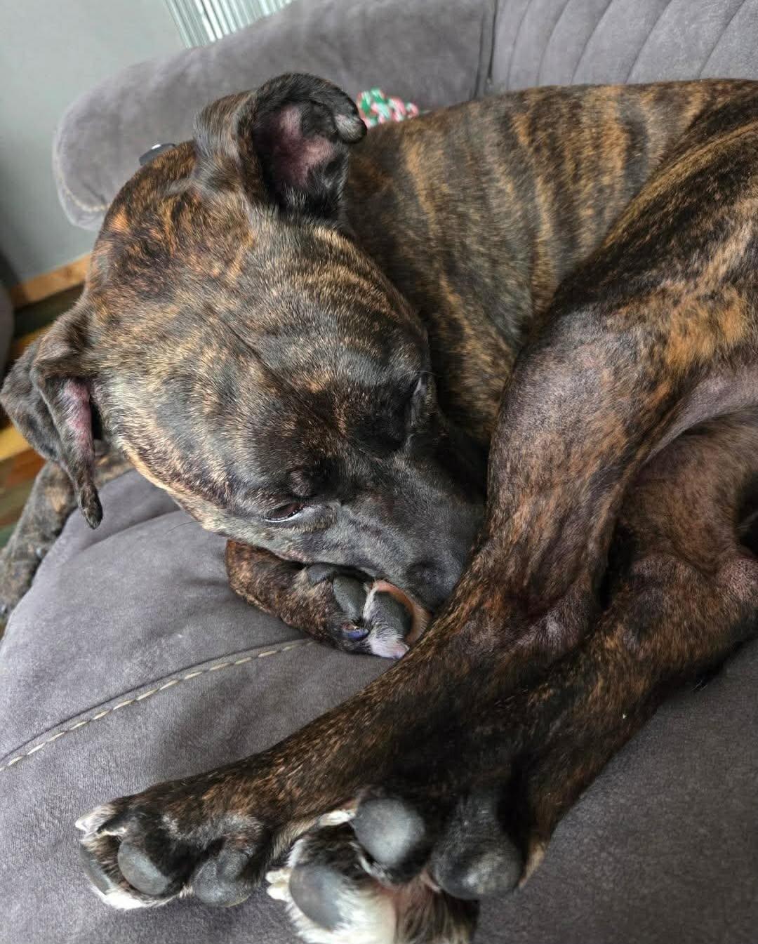 Enlarge Baby - IN FOSTER HOME, a Adoptable Mixed Breed in Frankfort, IN image 5/6