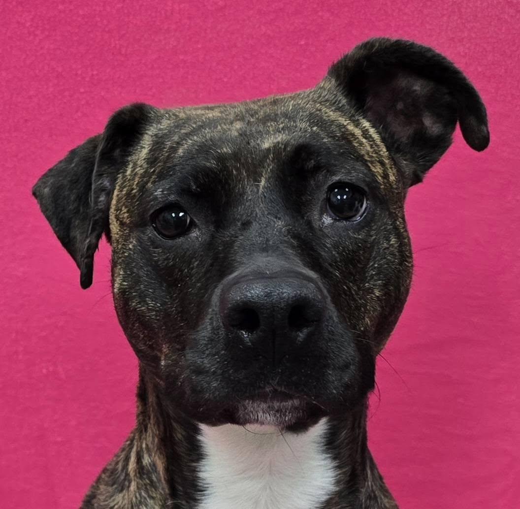 Baby, a Adoptable Mixed Breed in Frankfort, IN image 3/4