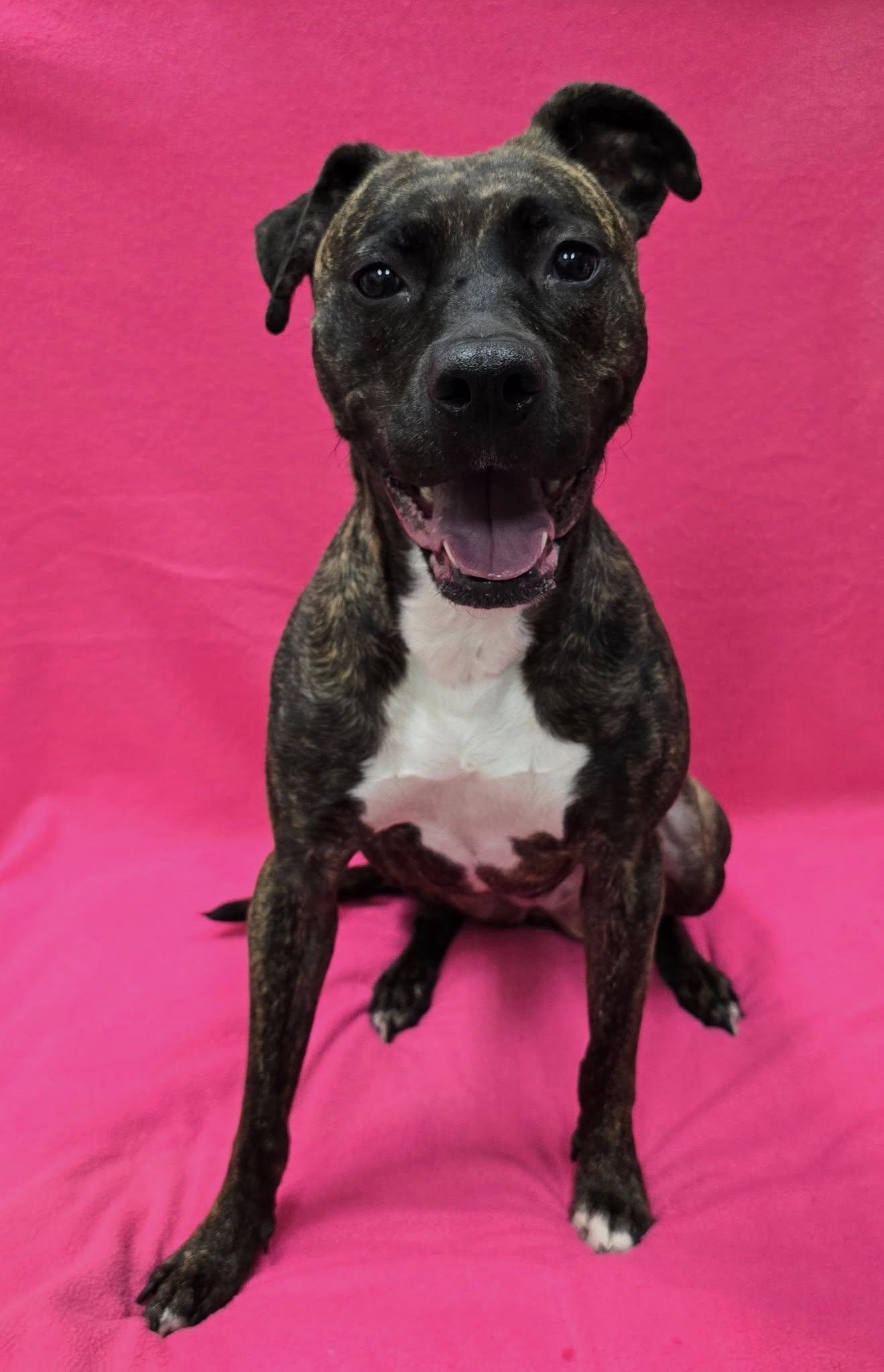 Baby, a Adoptable Mixed Breed in Frankfort, IN image 4/4