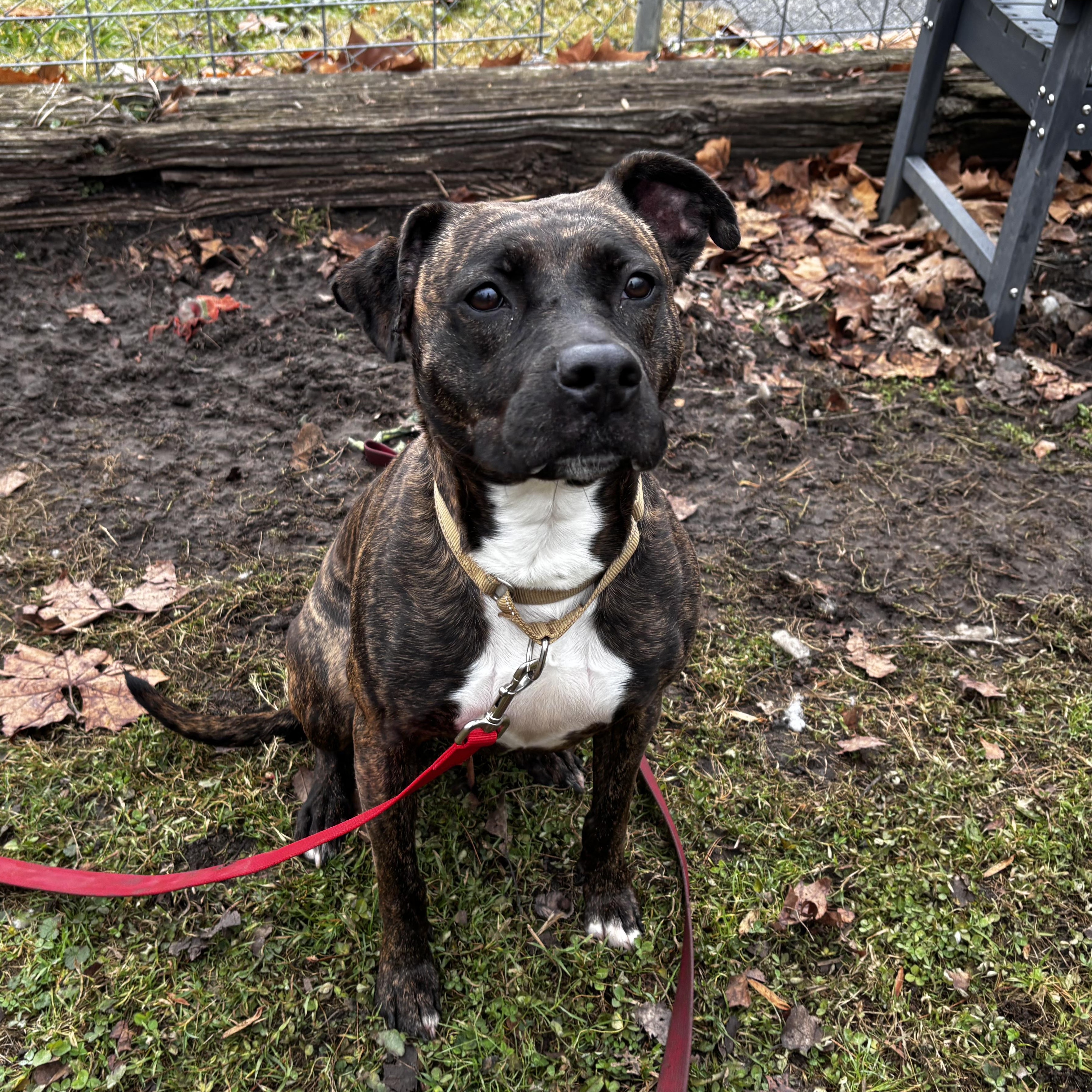 Enlarge Baby - IN FOSTER HOME, a Adoptable Mixed Breed in Frankfort, IN image 1/5