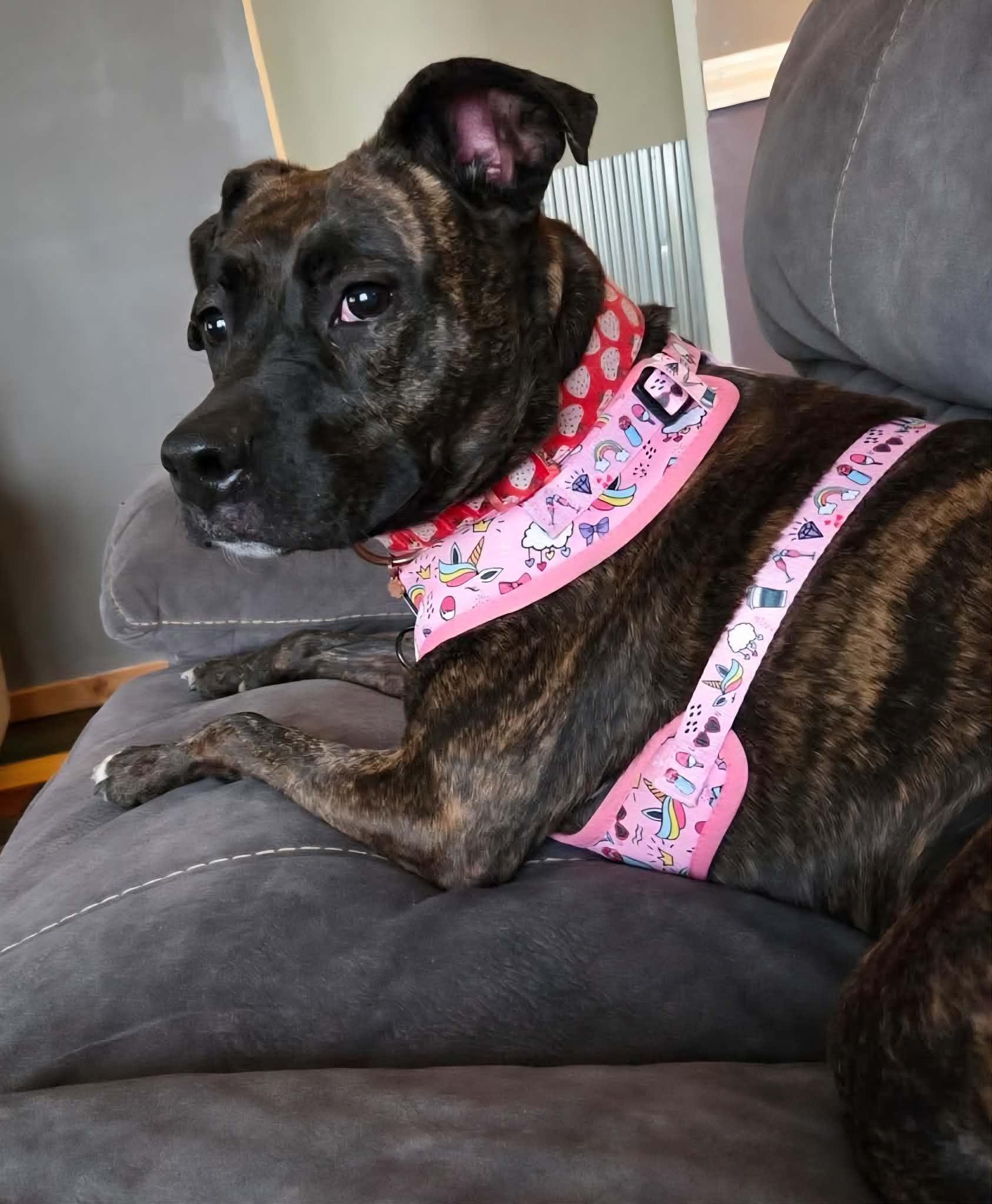 Enlarge Baby - IN FOSTER HOME, a Adoptable Mixed Breed in Frankfort, IN image 1/6