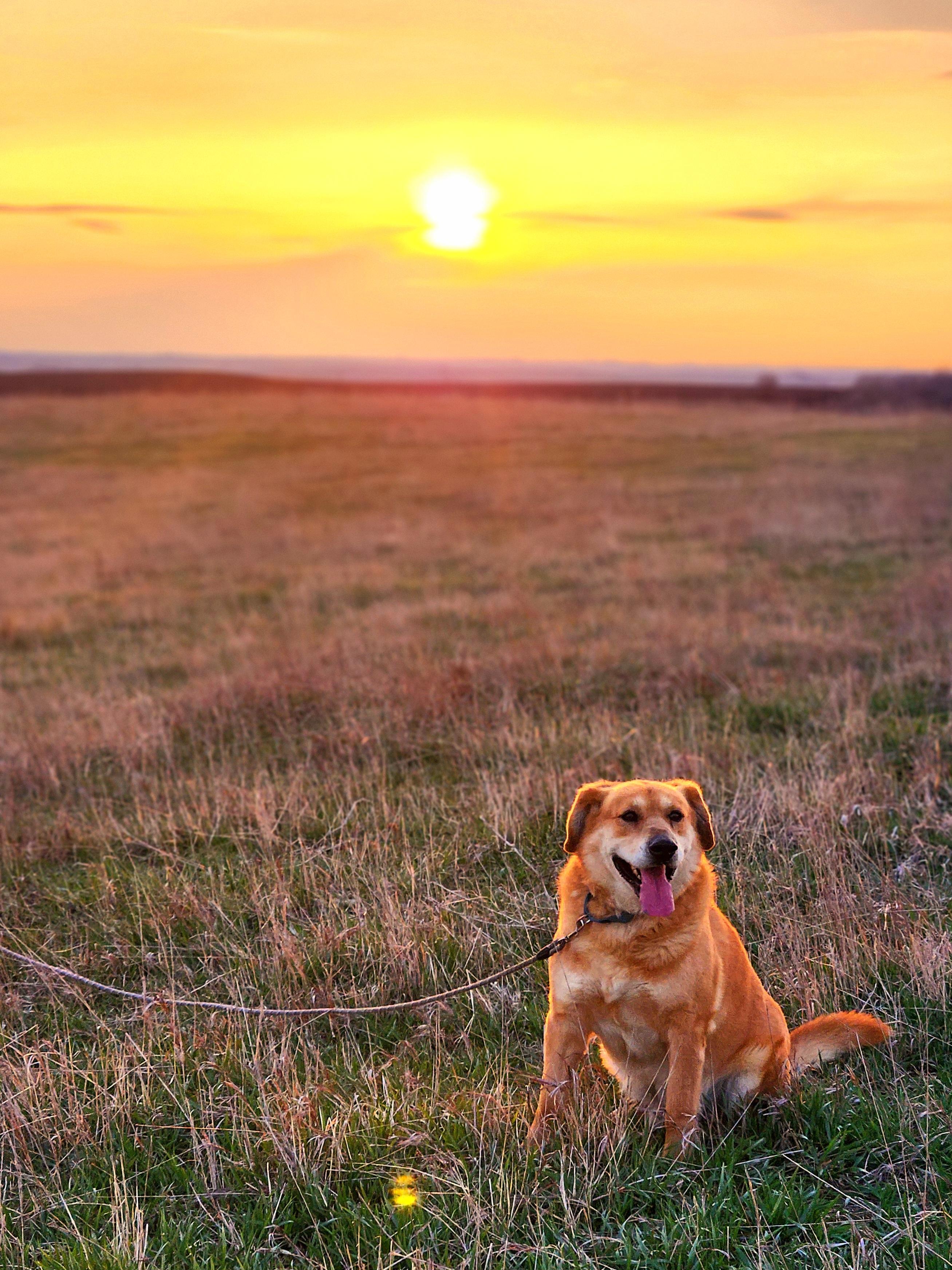 Enlarge Morgan, a Adoptable mixed breed in Walthill, NE image 3/5
