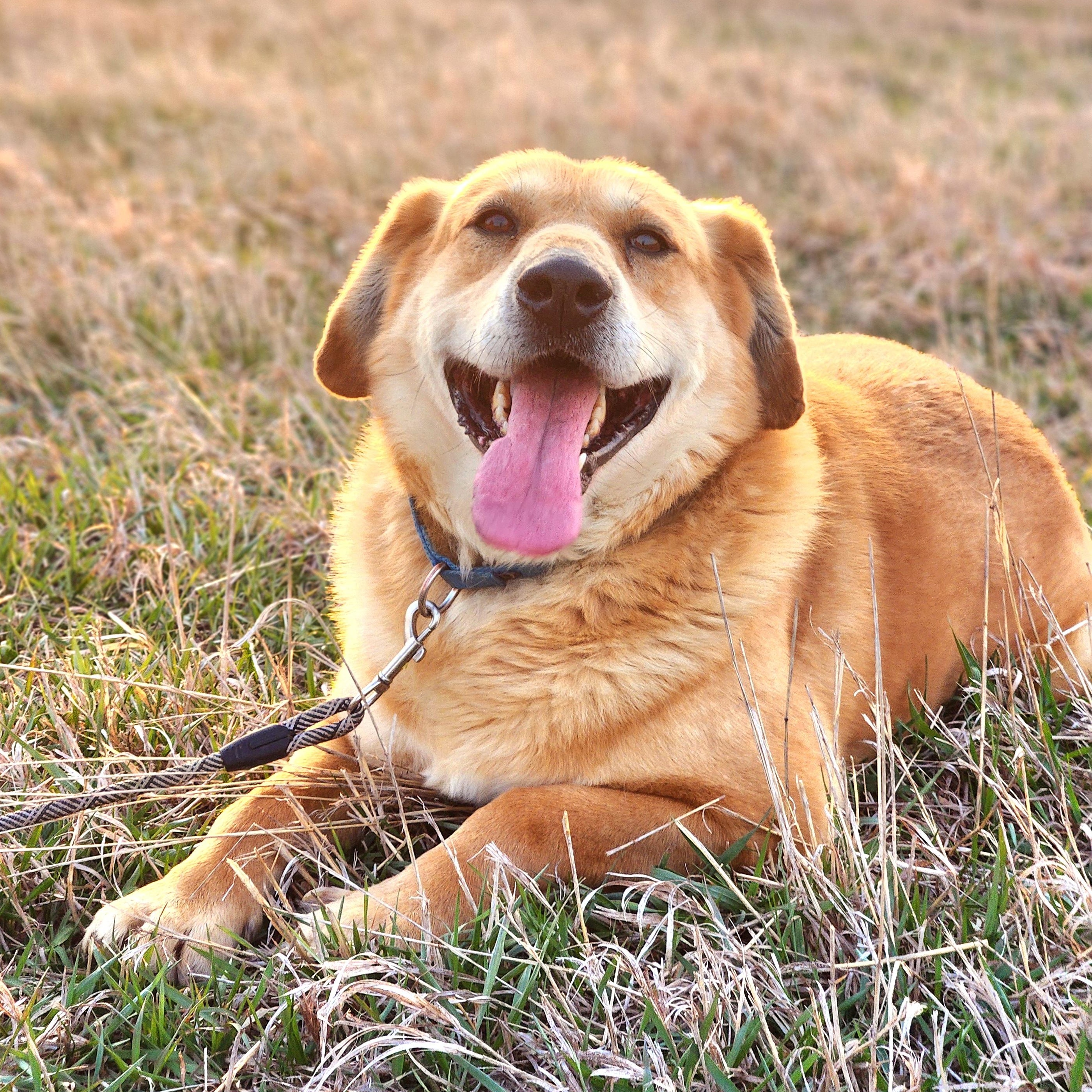 Enlarge Morgan, a Adoptable mixed breed in Walthill, NE image 1/5