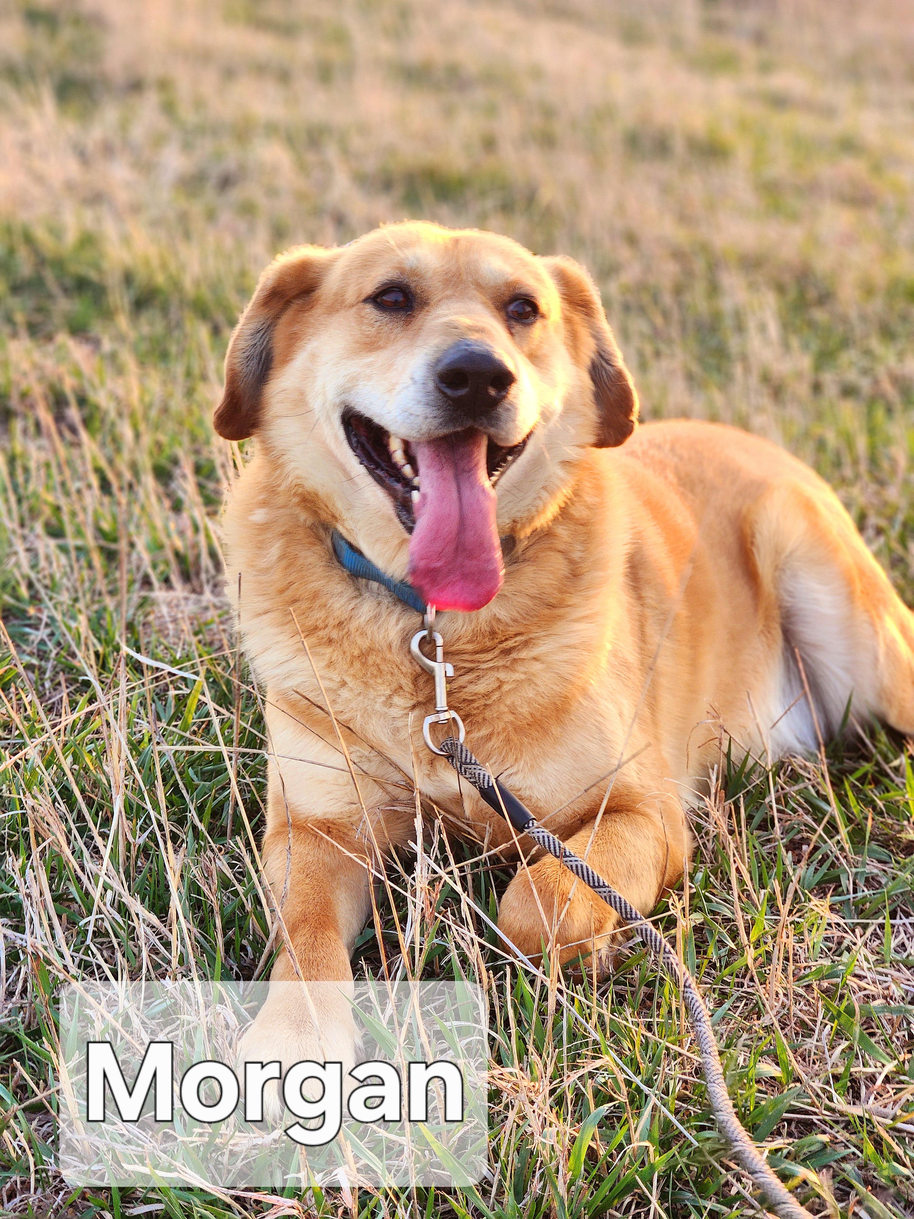 Enlarge Morgan, a Adoptable mixed breed in Walthill, NE image 2/5