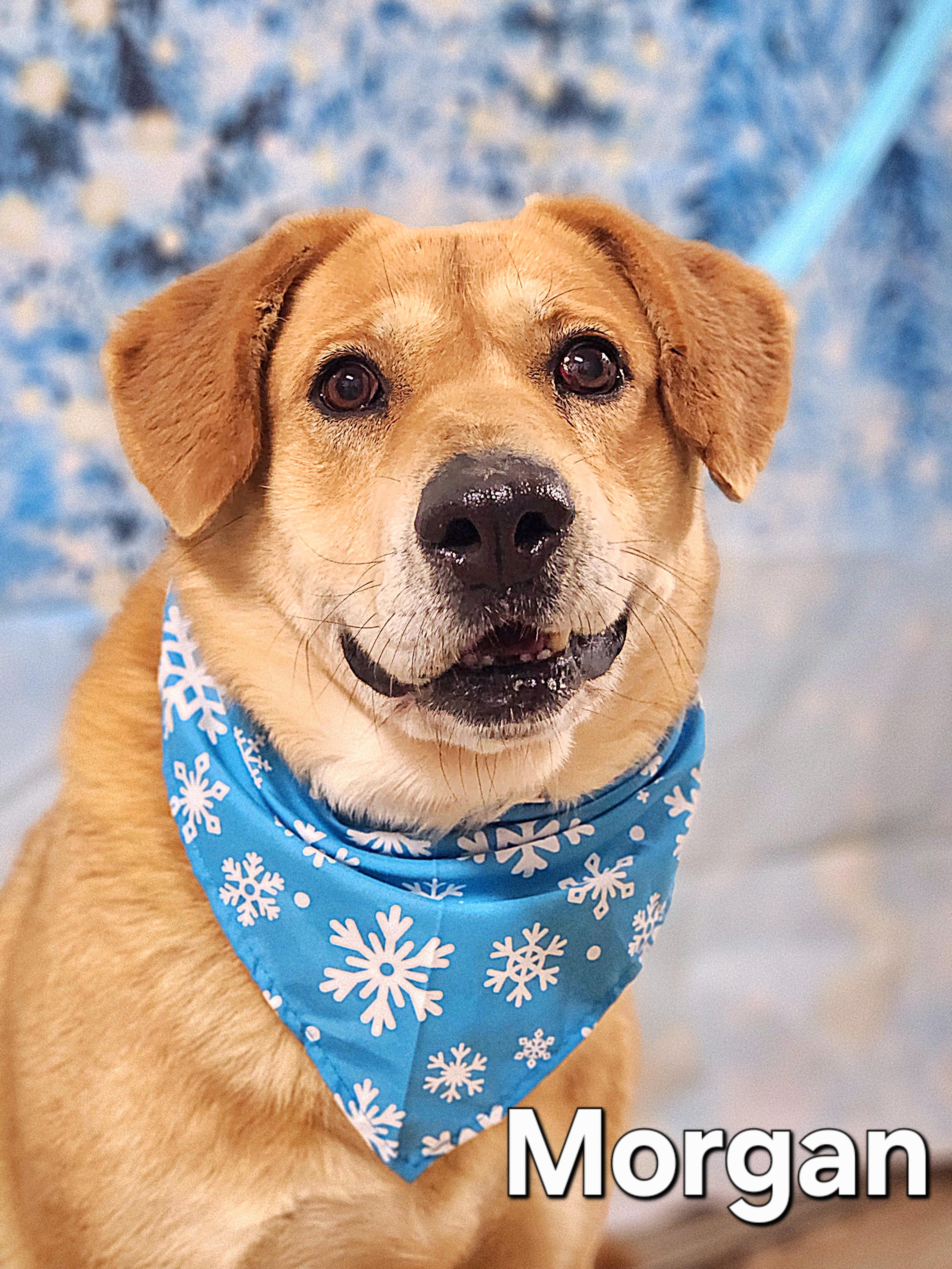 Enlarge Morgan, a Adoptable mixed breed in Walthill, NE image 4/5